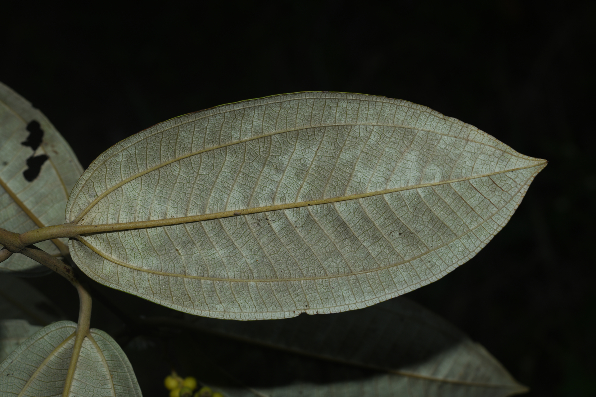 Miconia stenostachya (Schrank & Mart.) DC. - Photo Bivouac Naturaliste
