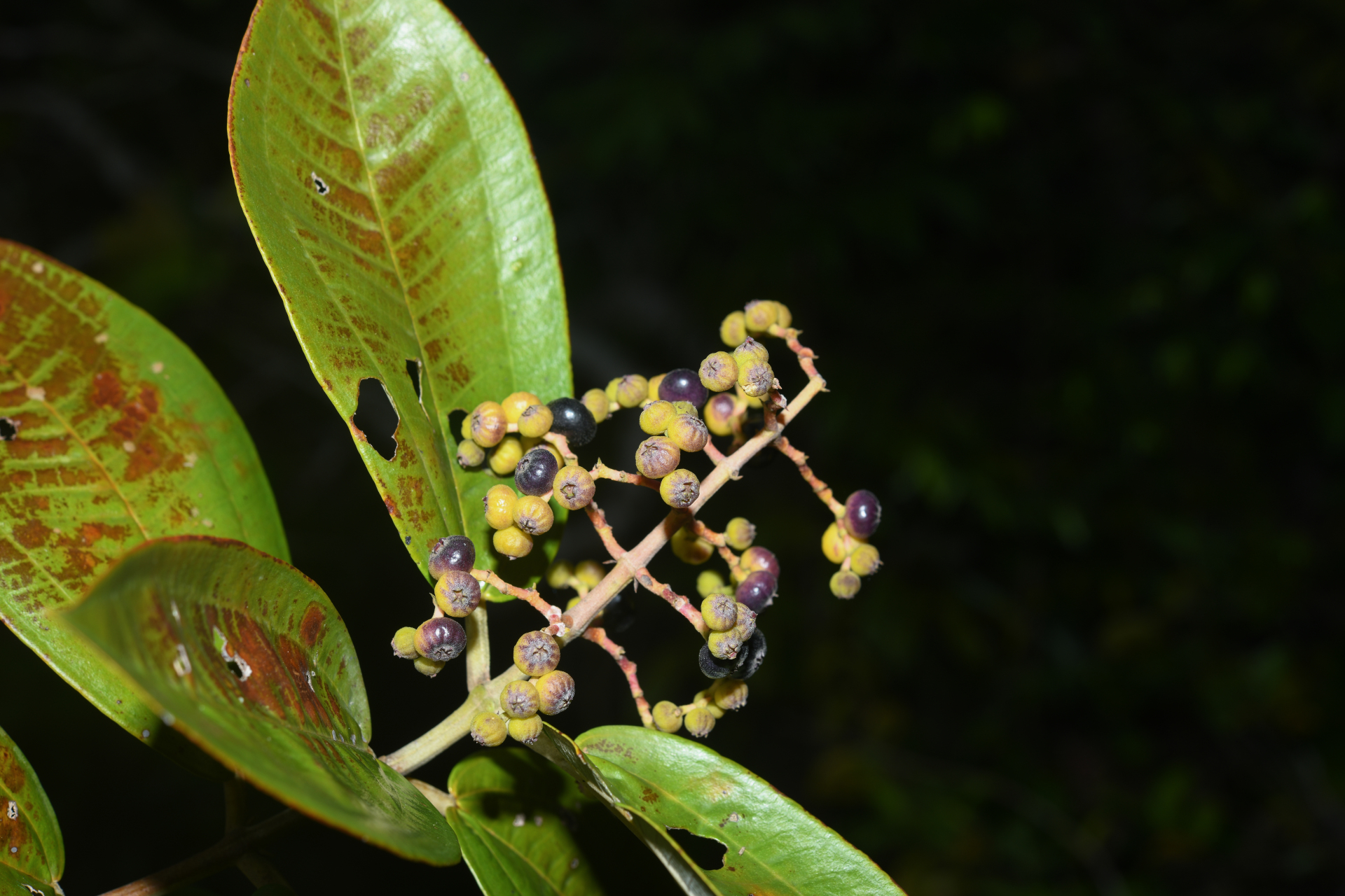 Miconia stenostachya (Schrank & Mart.) DC. - Photo Bivouac Naturaliste