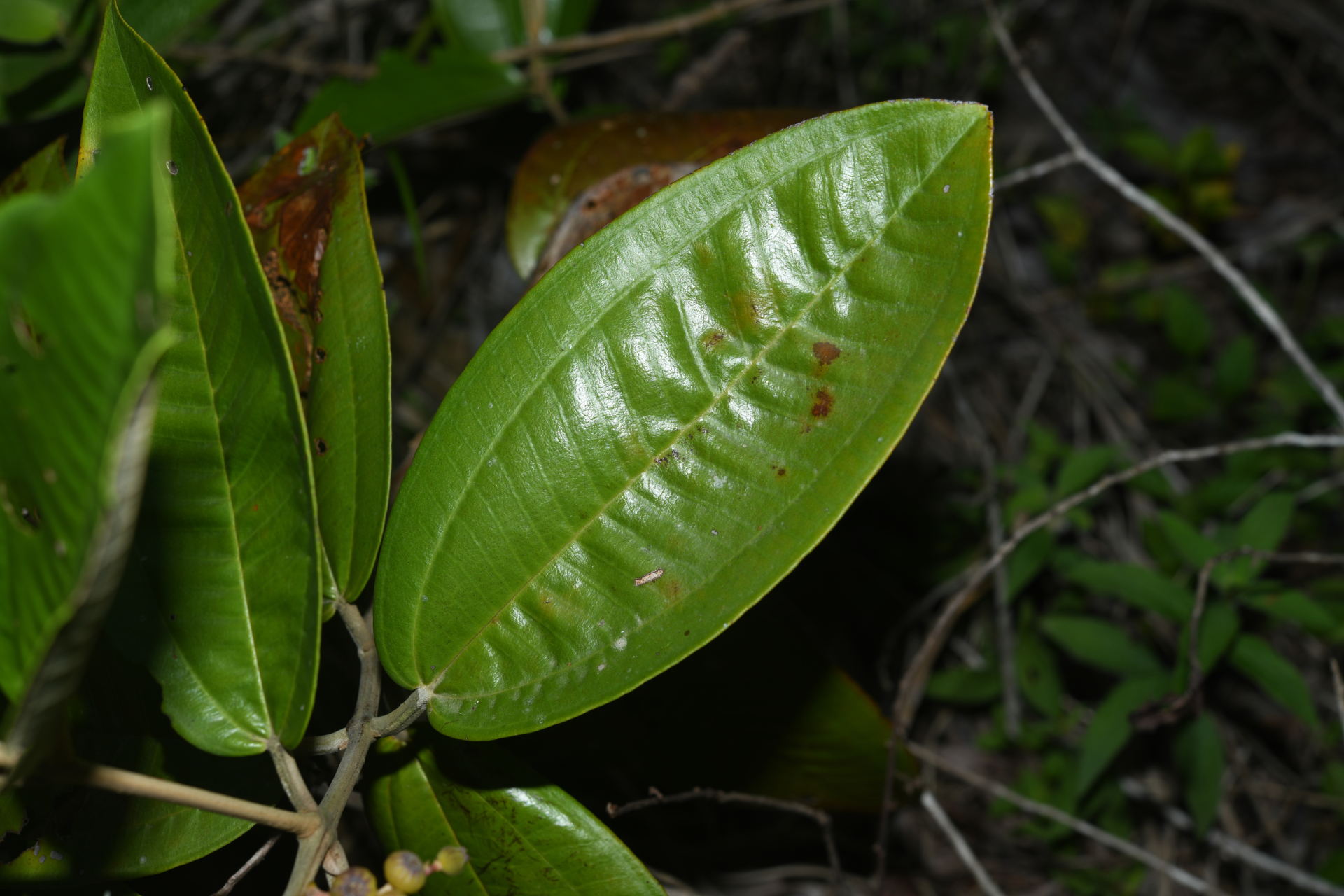 Miconia stenostachya (Schrank & Mart.) DC. - Photo Bivouac Naturaliste