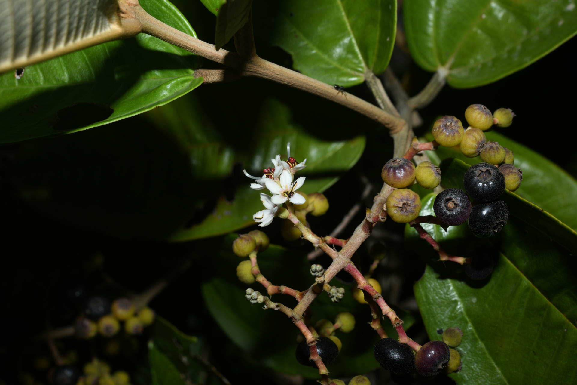 Miconia stenostachya (Schrank & Mart.) DC. - Photo Bivouac Naturaliste