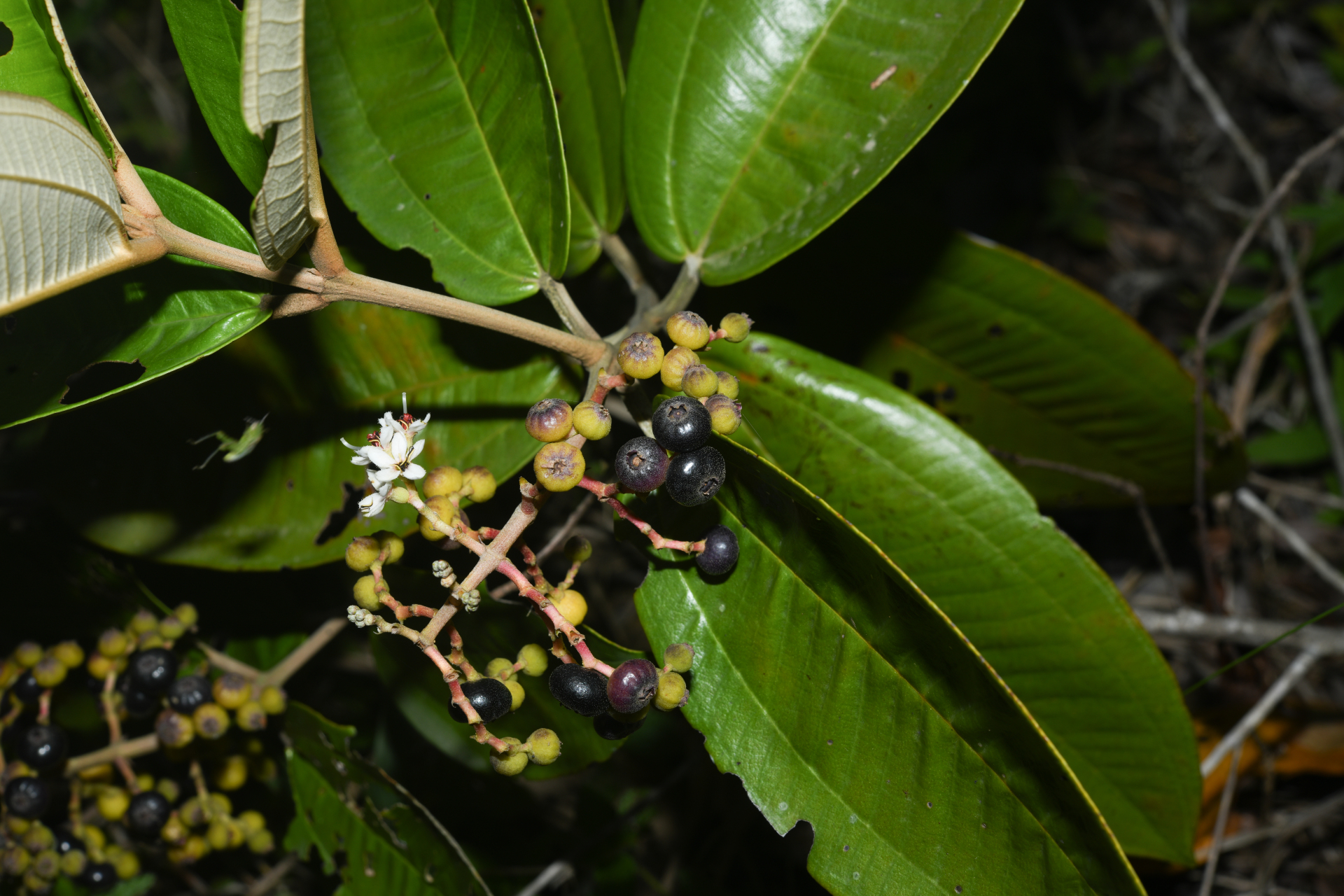 Miconia stenostachya (Schrank & Mart.) DC. - Photo Bivouac Naturaliste