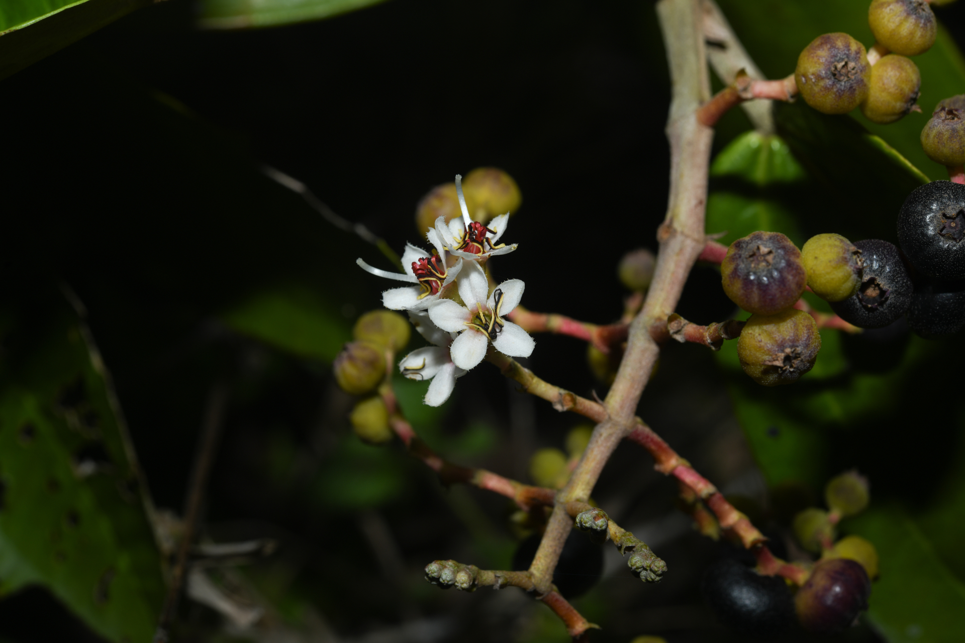Miconia stenostachya (Schrank & Mart.) DC. - Photo Bivouac Naturaliste