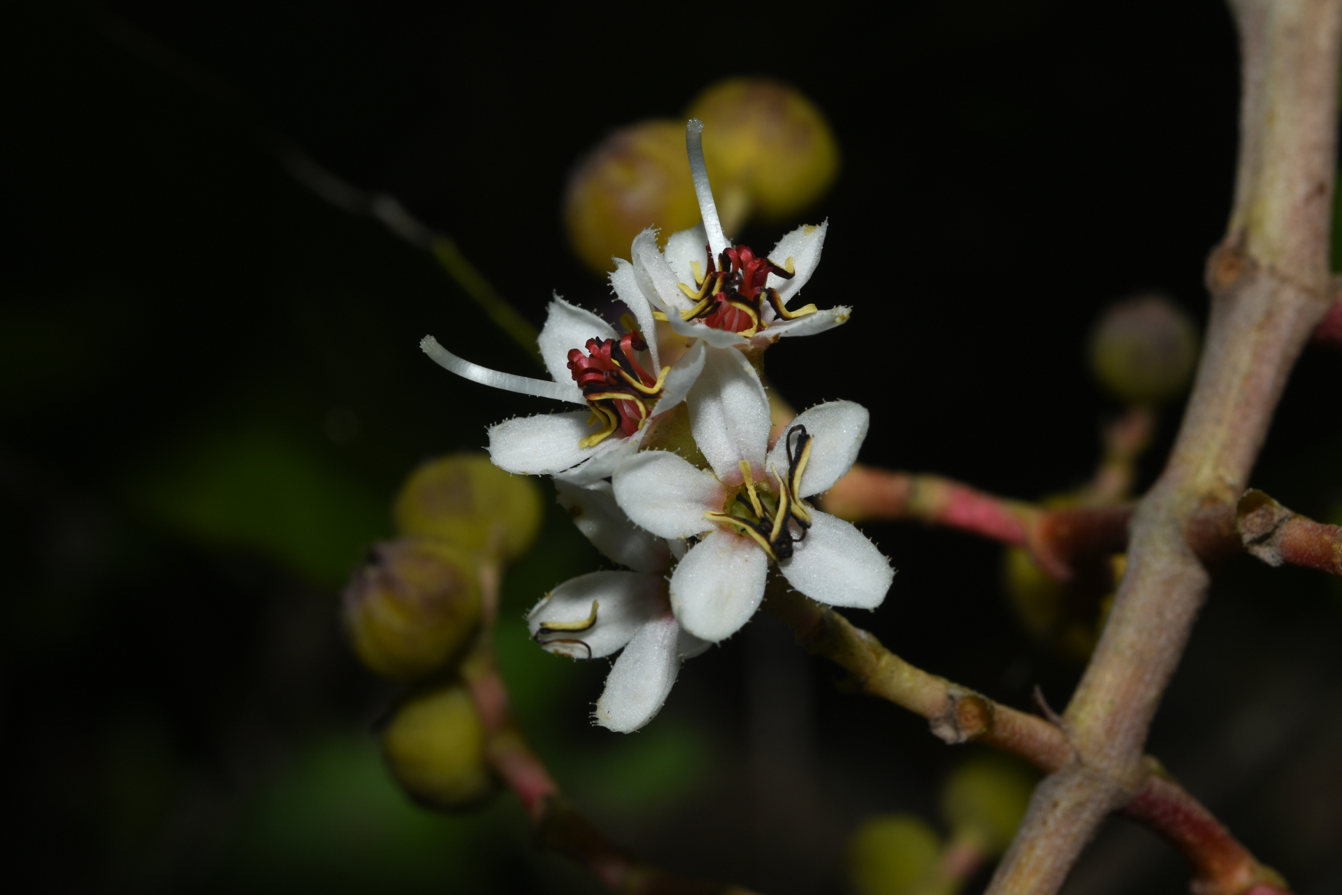 Miconia stenostachya (Schrank & Mart.) DC. - Photo Bivouac Naturaliste