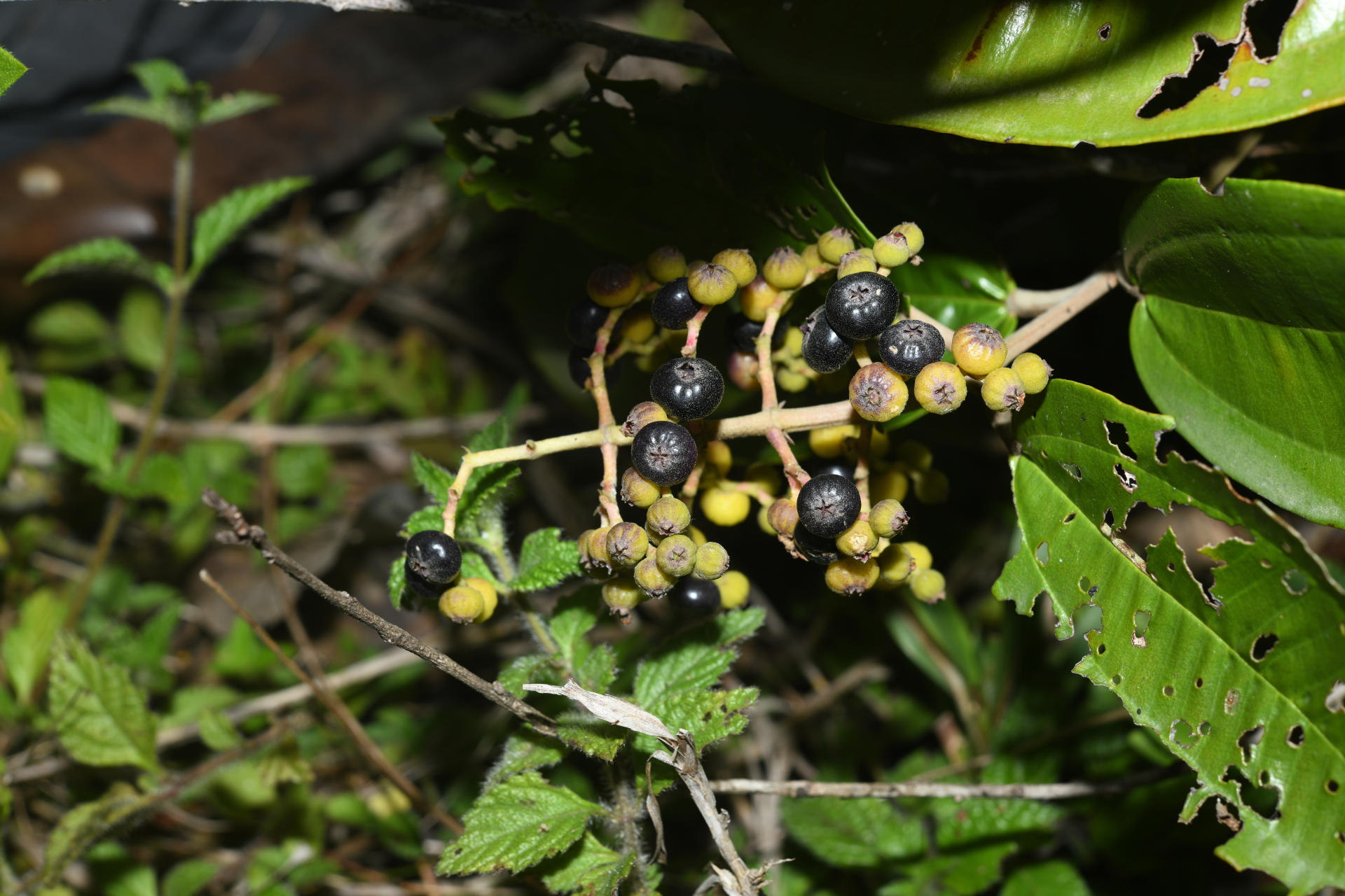 Miconia stenostachya (Schrank & Mart.) DC. - Photo Bivouac Naturaliste