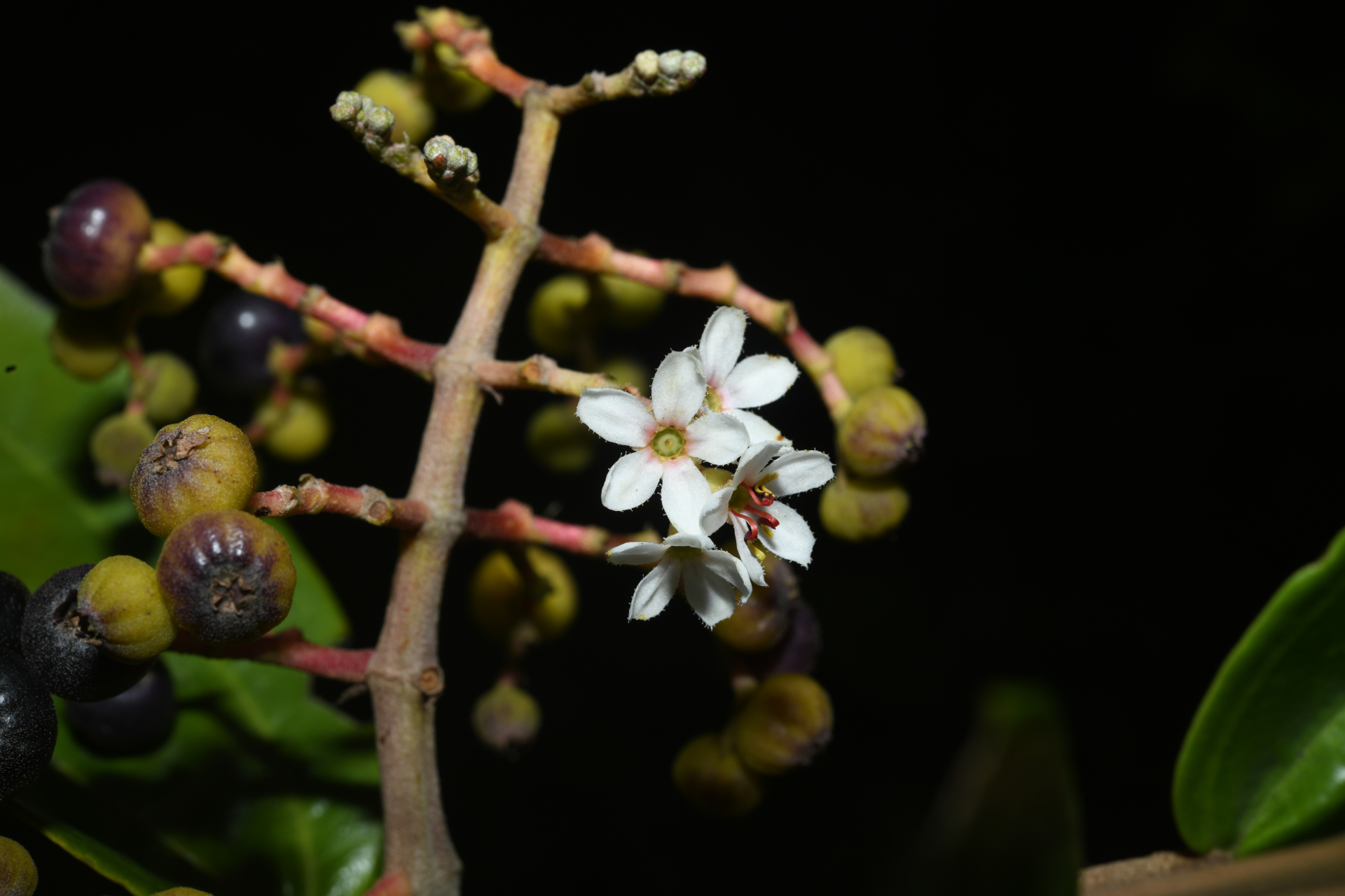 Miconia stenostachya (Schrank & Mart.) DC. - Photo Bivouac Naturaliste