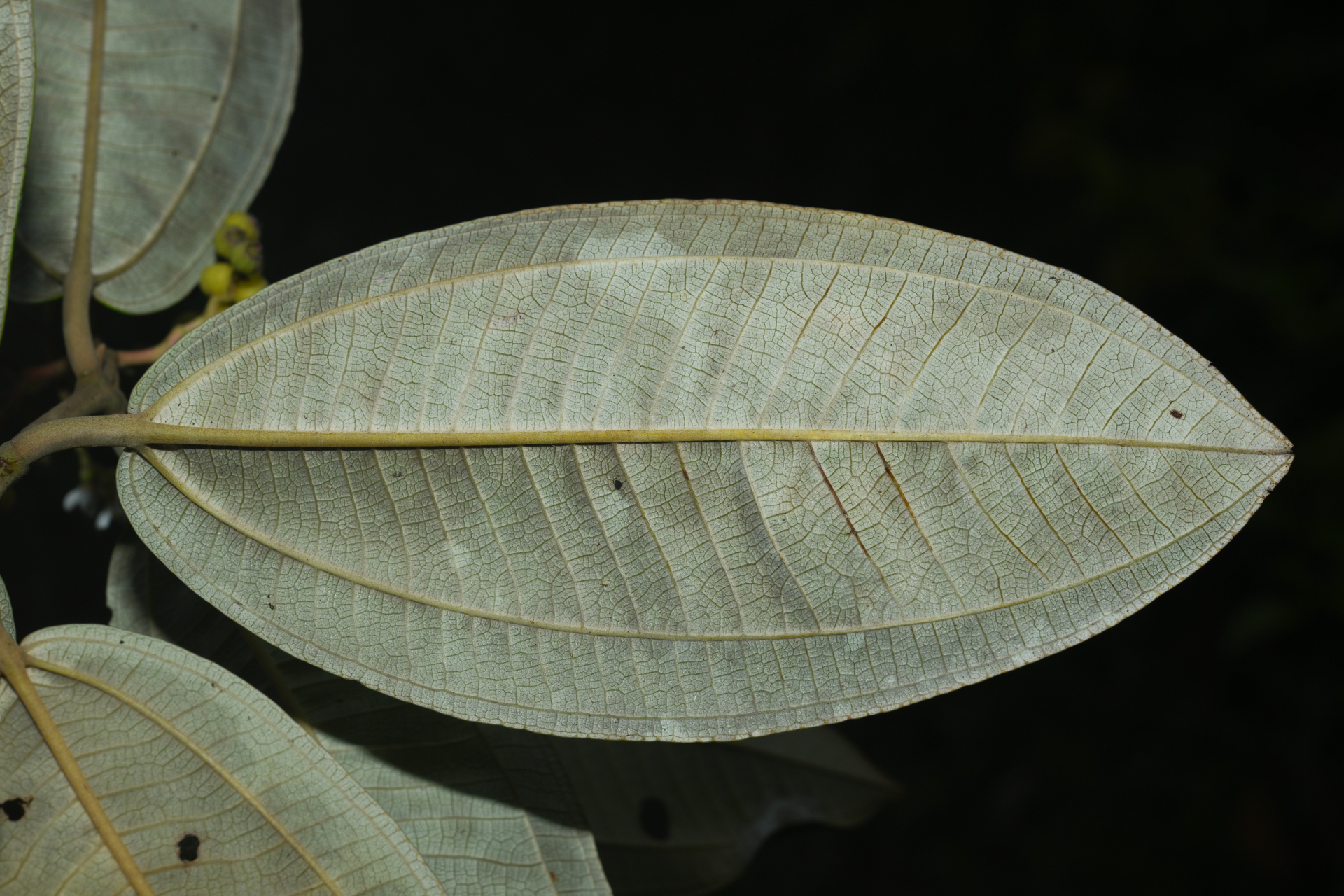 Miconia stenostachya (Schrank & Mart.) DC. - Photo Bivouac Naturaliste