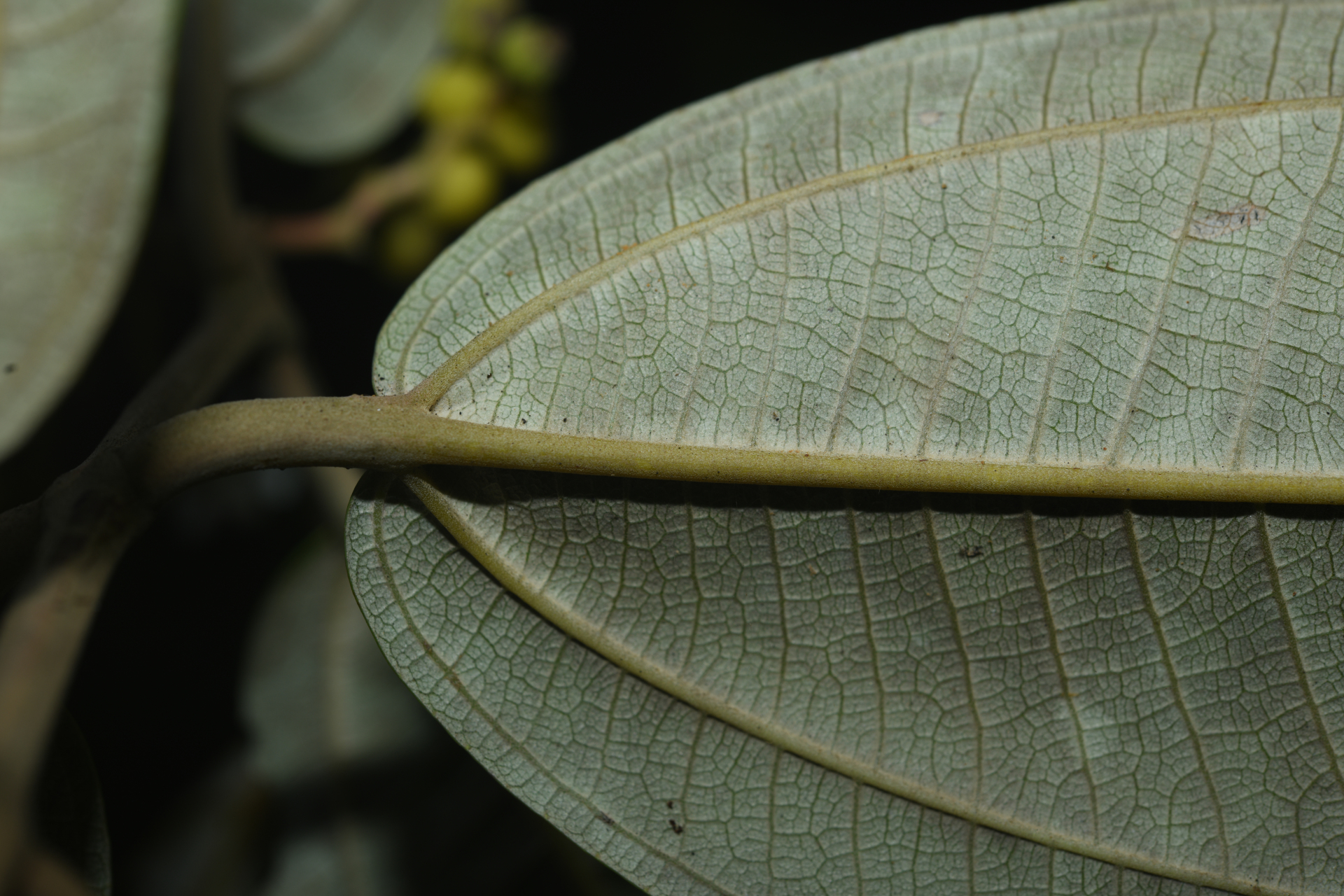 Miconia stenostachya (Schrank & Mart.) DC. - Photo Bivouac Naturaliste