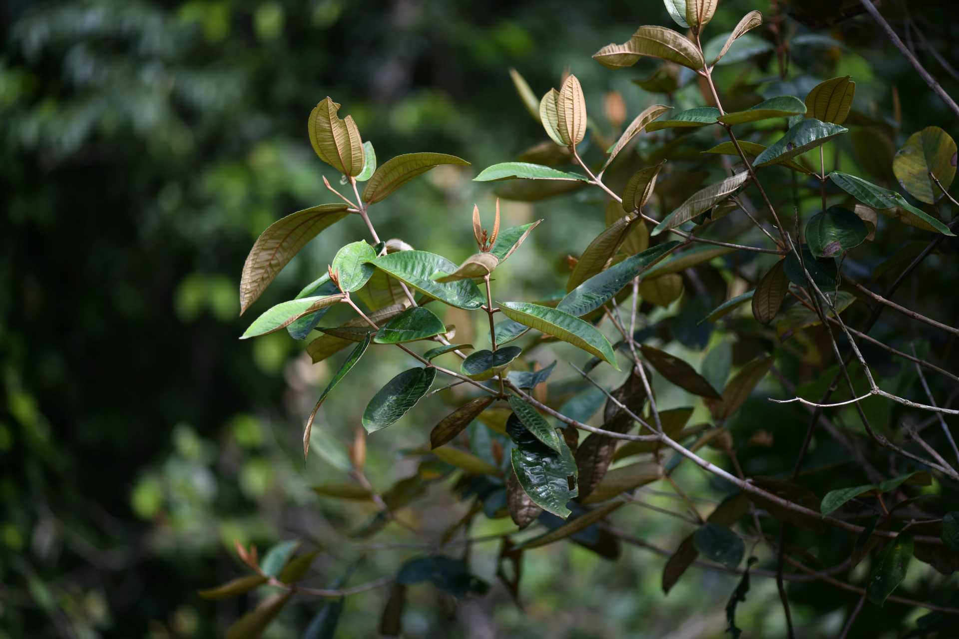 Miconia stenostachya (Schrank & Mart.) DC. - Photo Bivouac Naturaliste