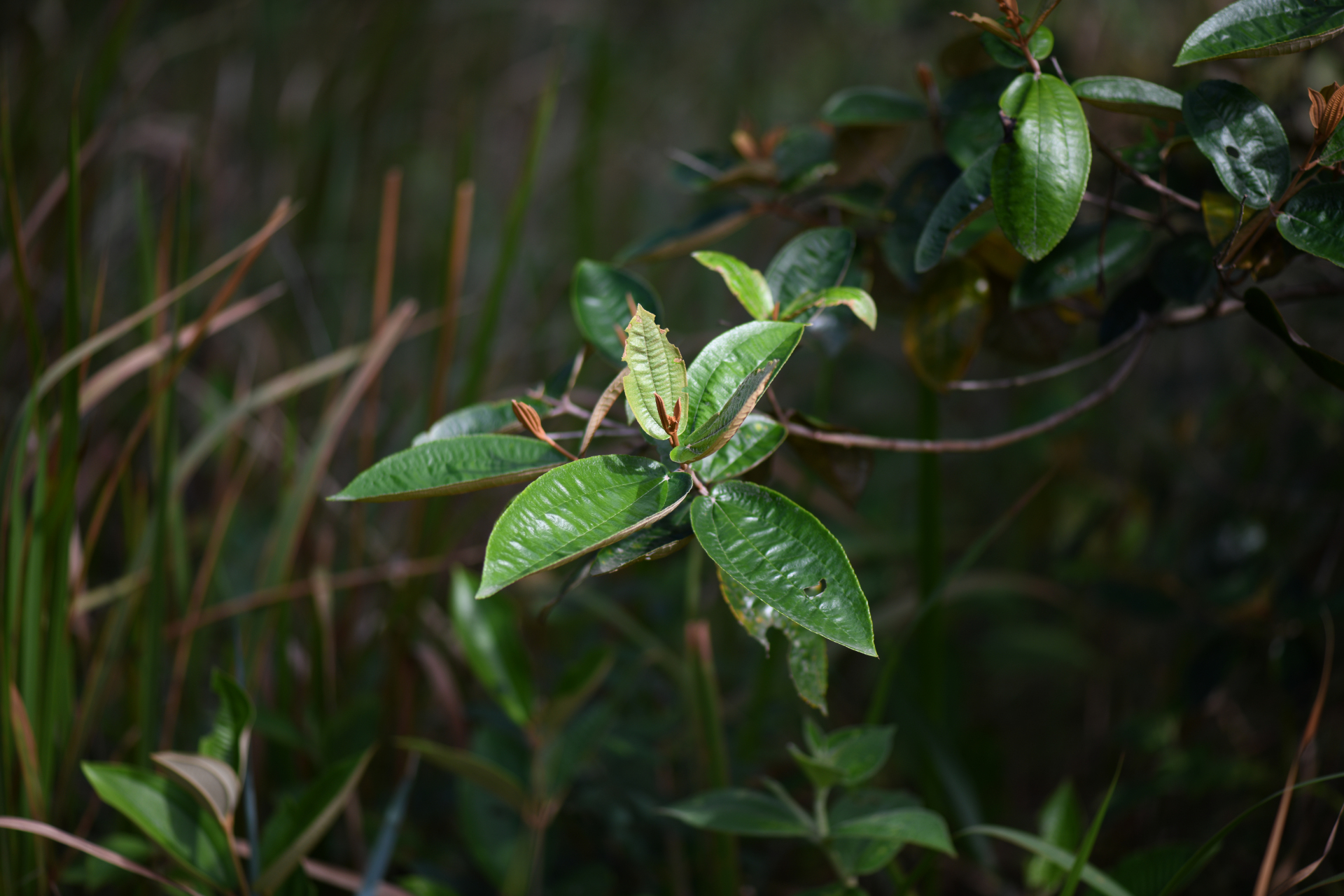 Miconia stenostachya (Schrank & Mart.) DC. - Photo Bivouac Naturaliste