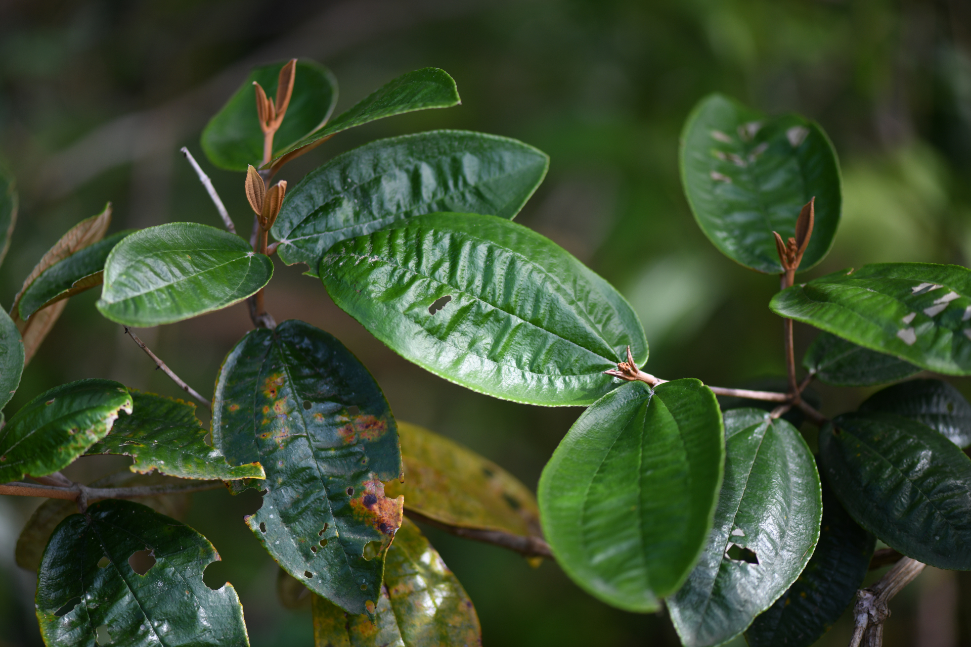Miconia stenostachya (Schrank & Mart.) DC. - Photo Bivouac Naturaliste