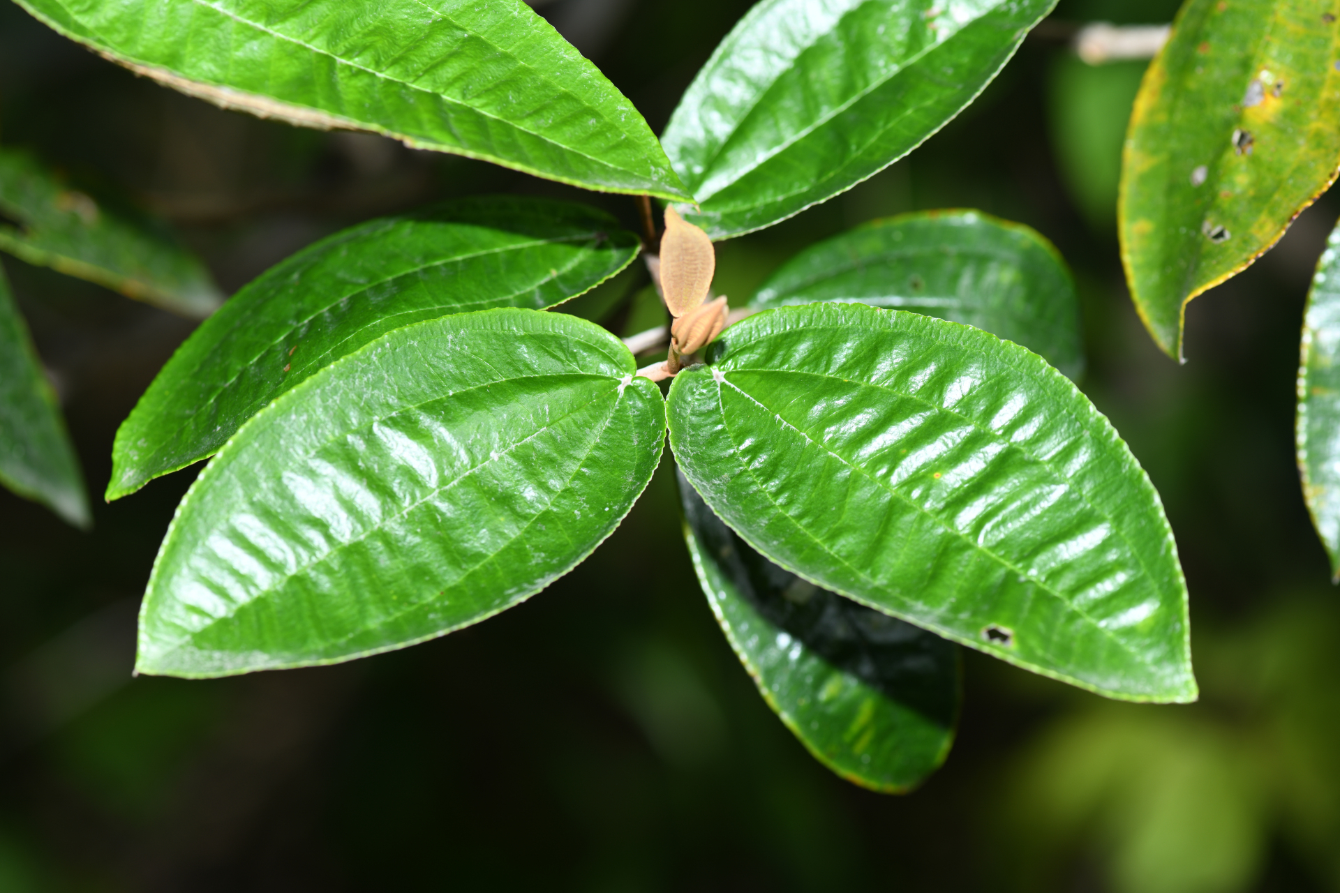 Miconia stenostachya (Schrank & Mart.) DC. - Photo Bivouac Naturaliste