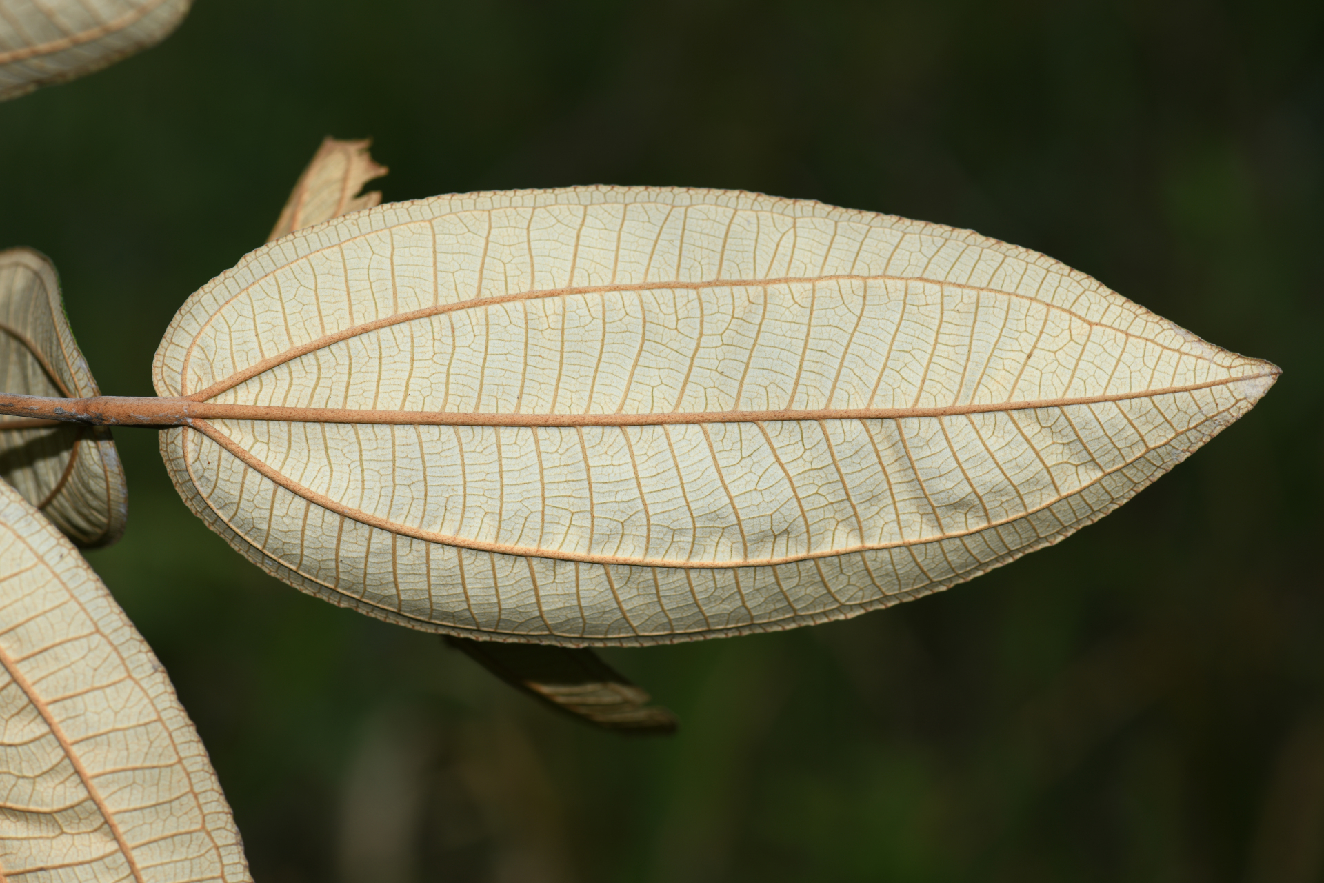 Miconia stenostachya (Schrank & Mart.) DC. - Photo Bivouac Naturaliste