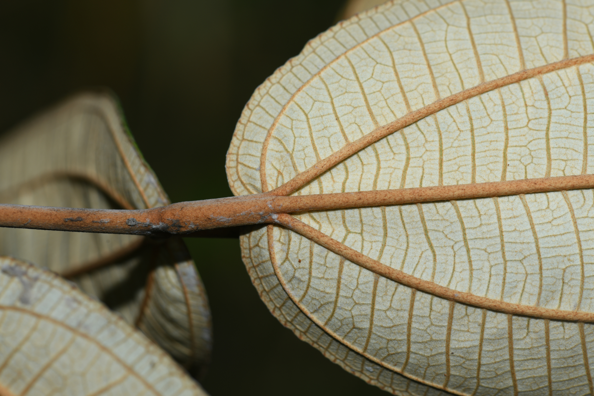 Miconia stenostachya (Schrank & Mart.) DC. - Photo Bivouac Naturaliste