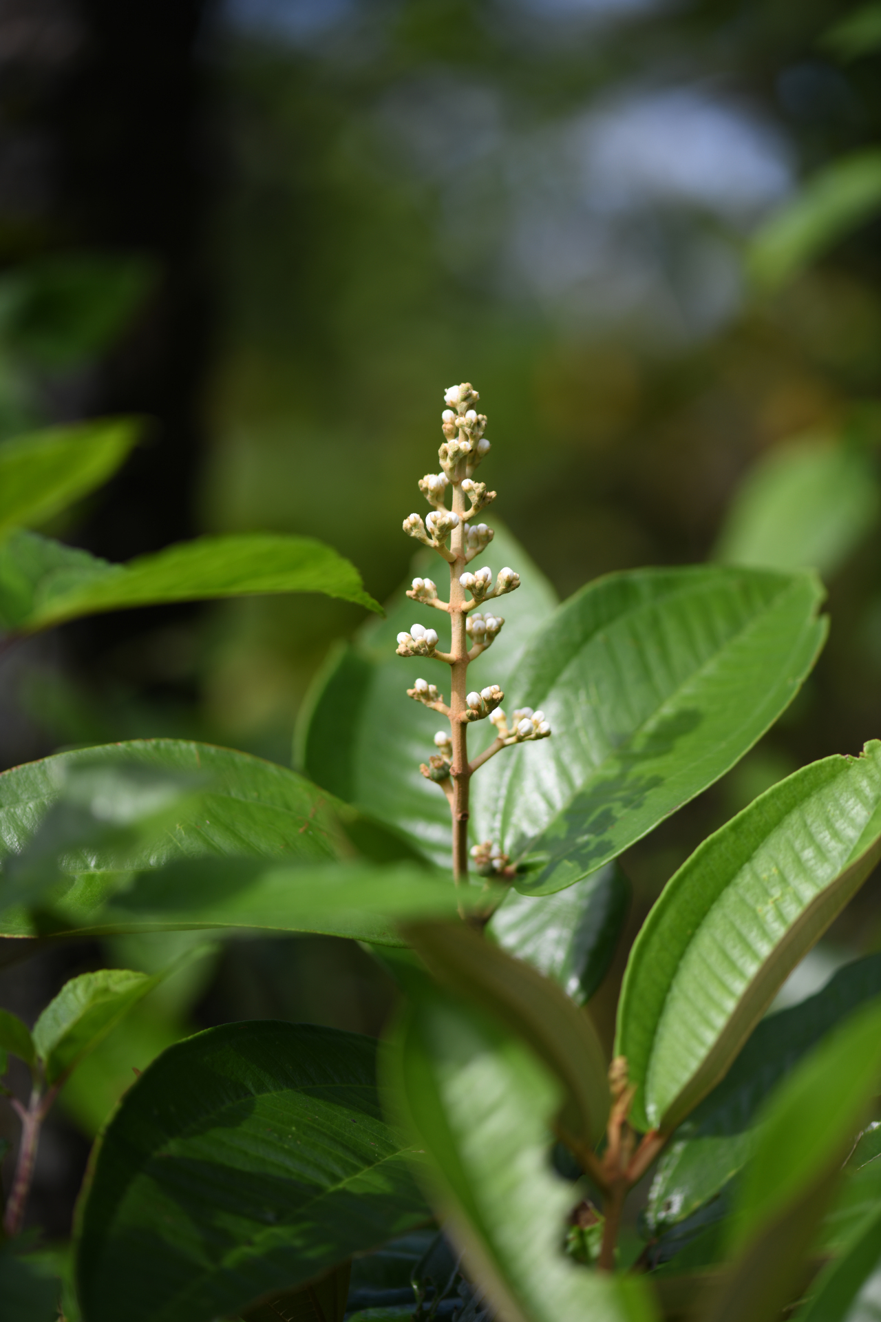 Miconia stenostachya (Schrank & Mart.) DC. - Photo Bivouac Naturaliste