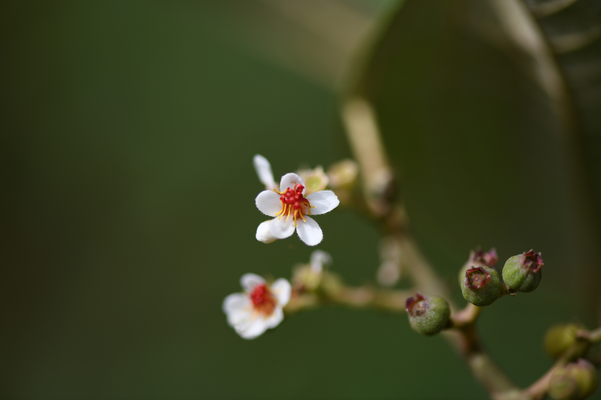 Miconia stenostachya (Schrank & Mart.) DC. - Photo Bivouac Naturaliste
