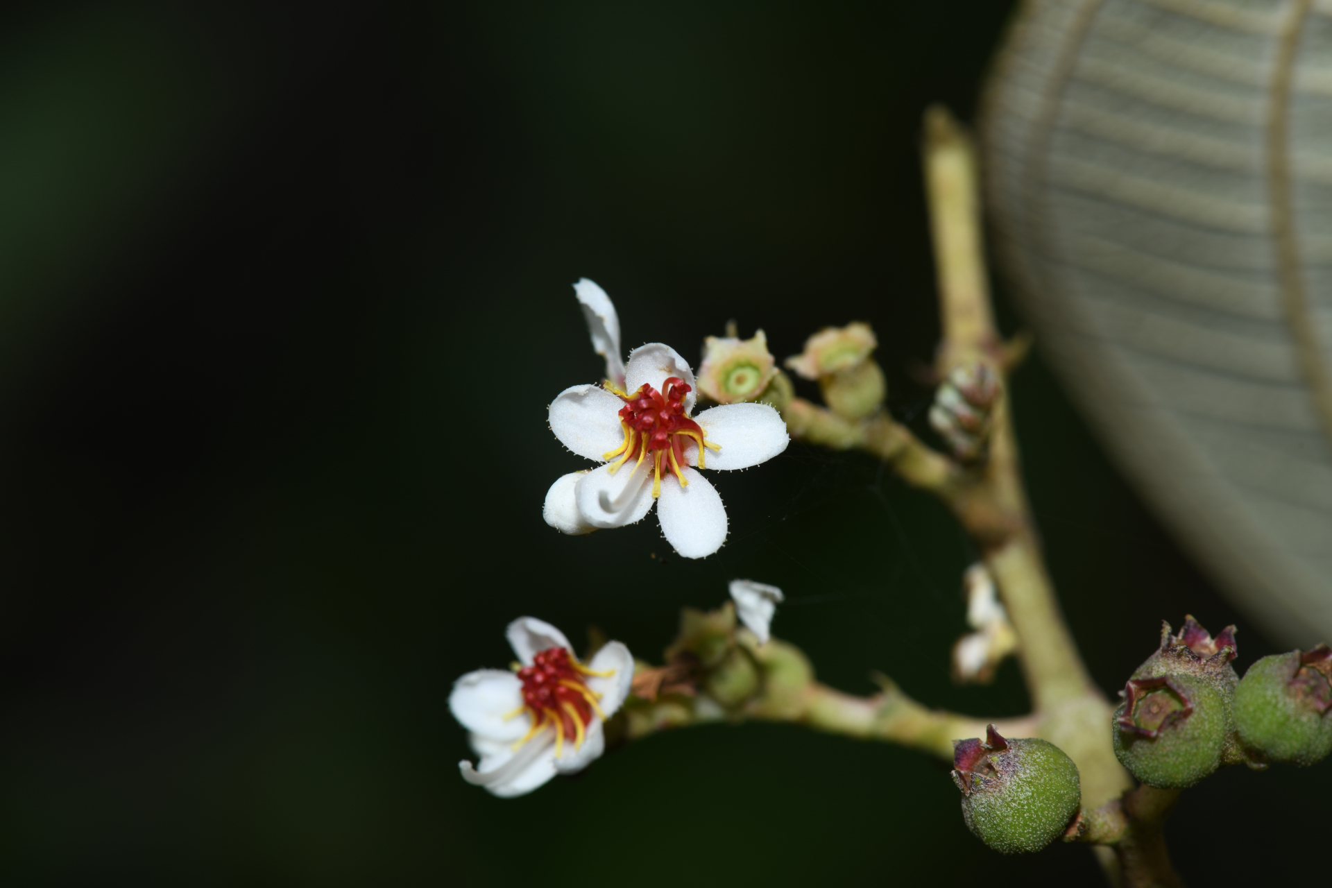 Miconia stenostachya (Schrank & Mart.) DC. - Photo Bivouac Naturaliste