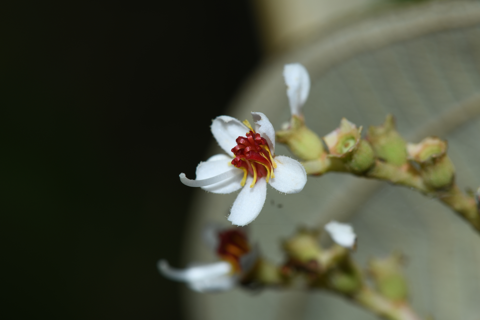 Miconia stenostachya (Schrank & Mart.) DC. - Photo Bivouac Naturaliste
