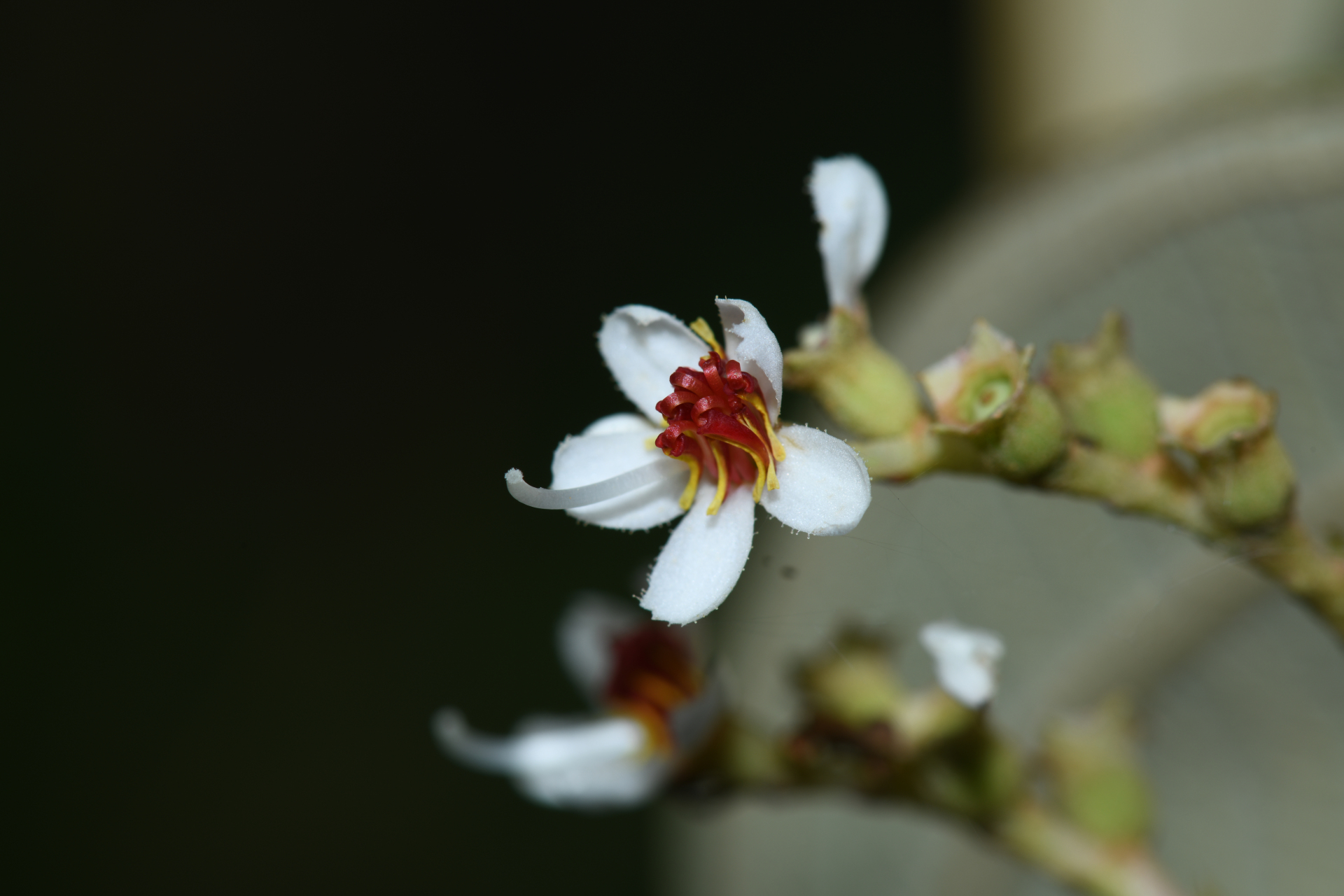 Miconia stenostachya (Schrank & Mart.) DC. - Photo Bivouac Naturaliste