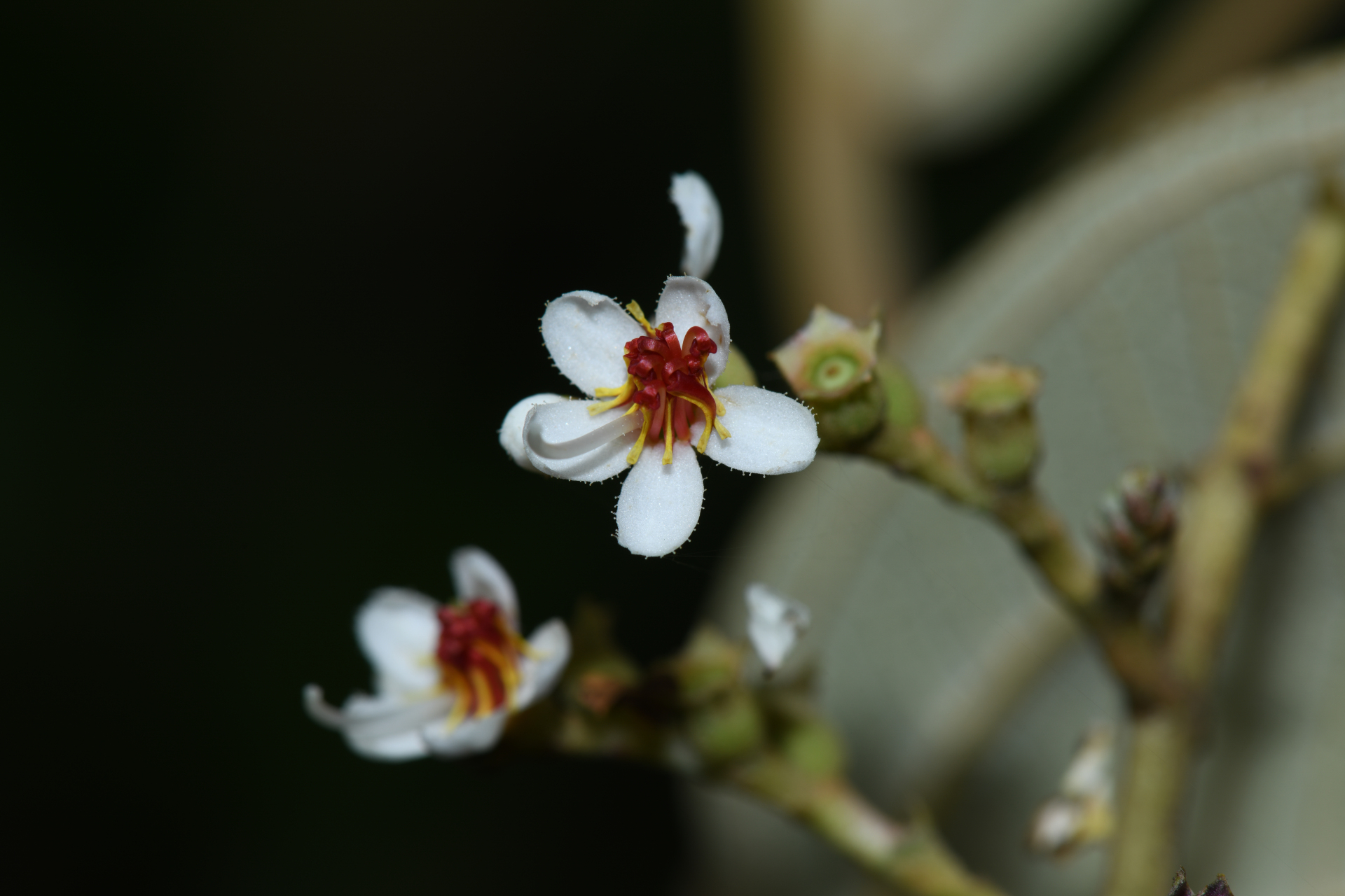 Miconia stenostachya (Schrank & Mart.) DC. - Photo Bivouac Naturaliste