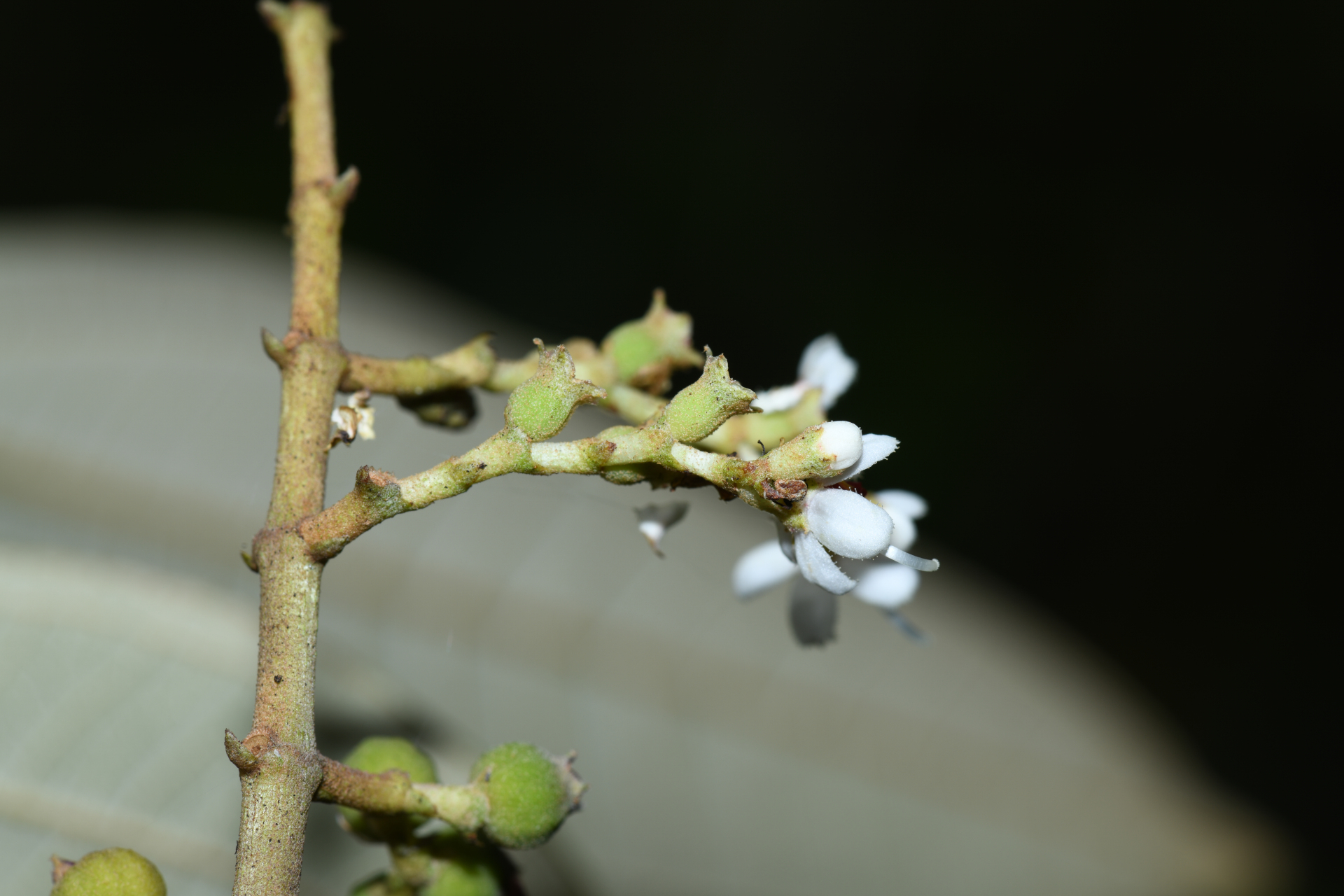 Miconia stenostachya (Schrank & Mart.) DC. - Photo Bivouac Naturaliste