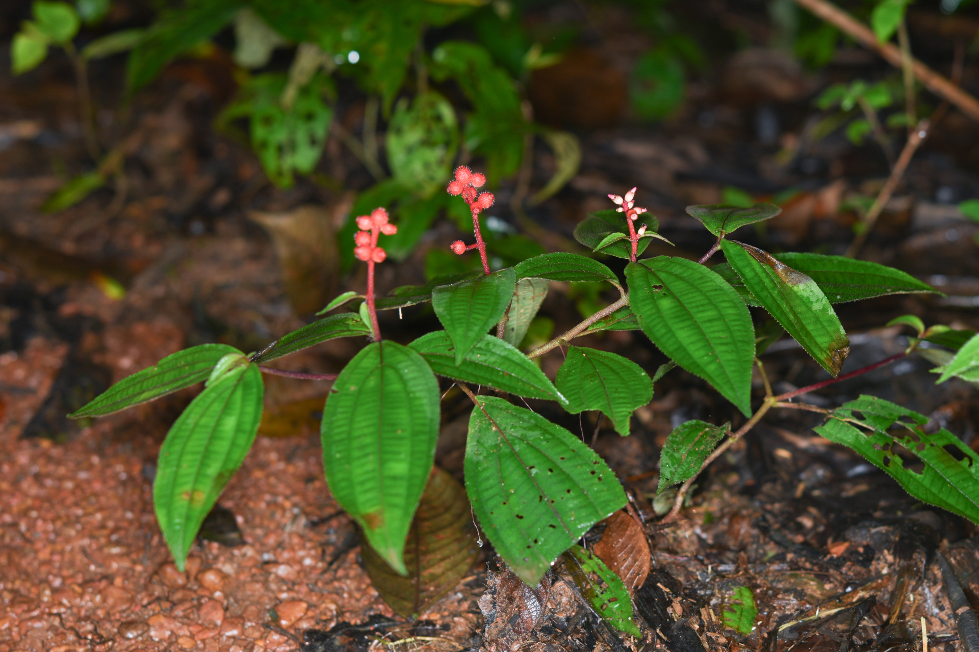 Miconia ceramicarpa var. candolleana Cogn. - Photo Bivouac Naturaliste