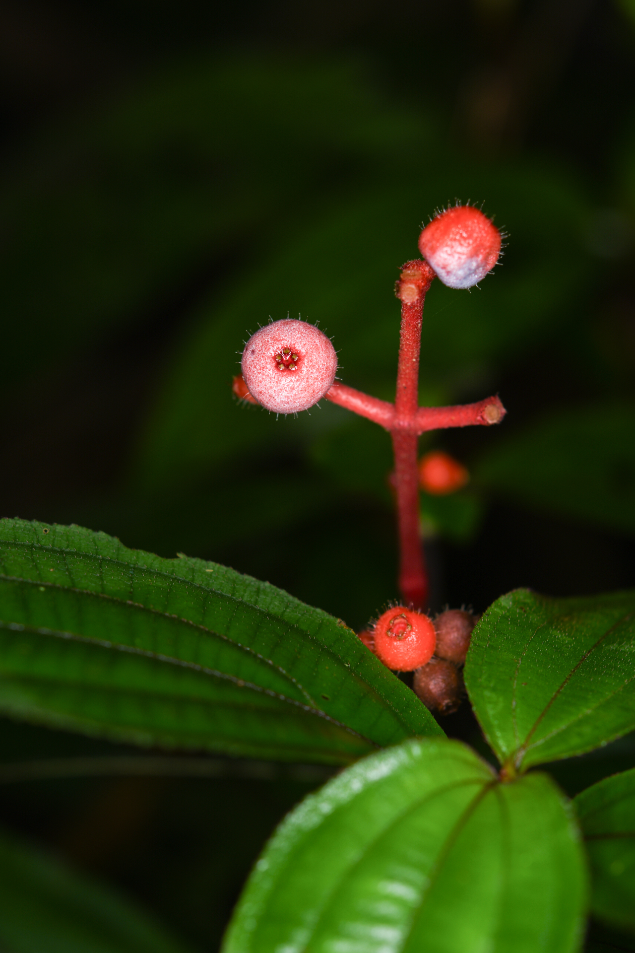 Miconia ceramicarpa var. candolleana Cogn. - Photo Bivouac Naturaliste