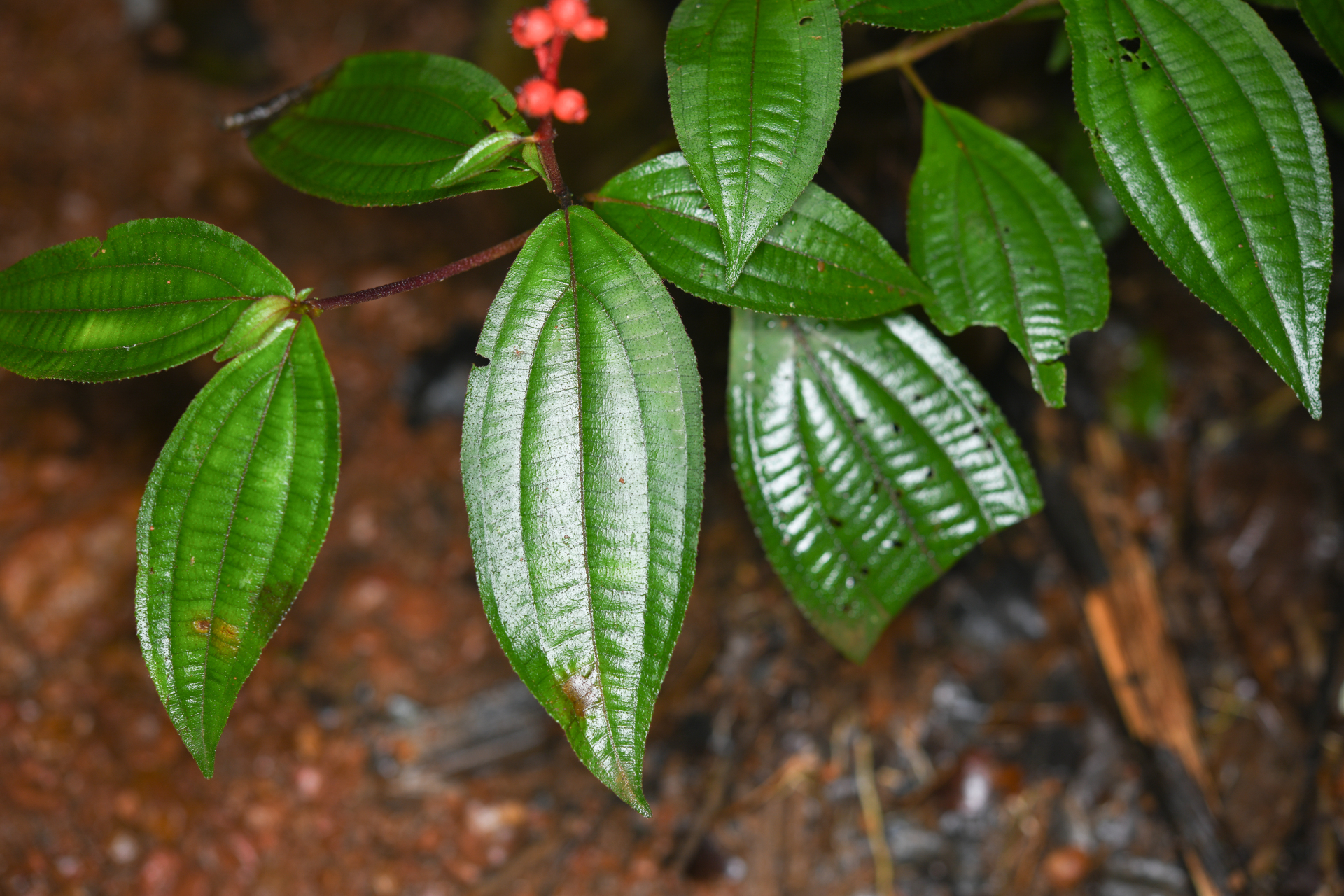 Miconia ceramicarpa var. candolleana Cogn. - Photo Bivouac Naturaliste