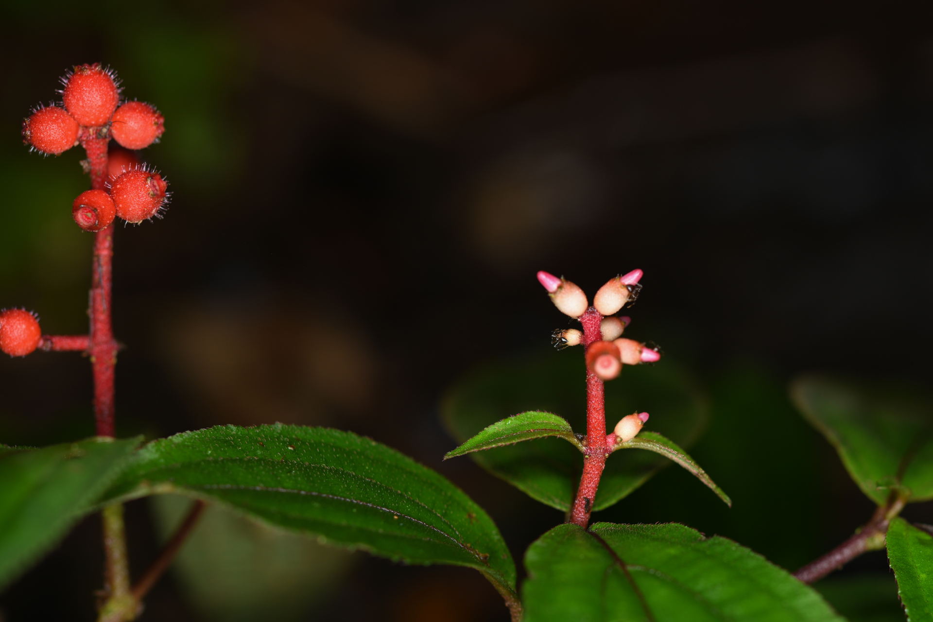 Miconia ceramicarpa var. candolleana Cogn. - Photo Bivouac Naturaliste