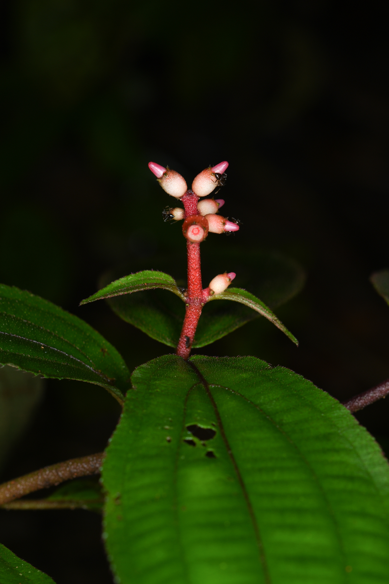 Miconia ceramicarpa var. candolleana Cogn. - Photo Bivouac Naturaliste