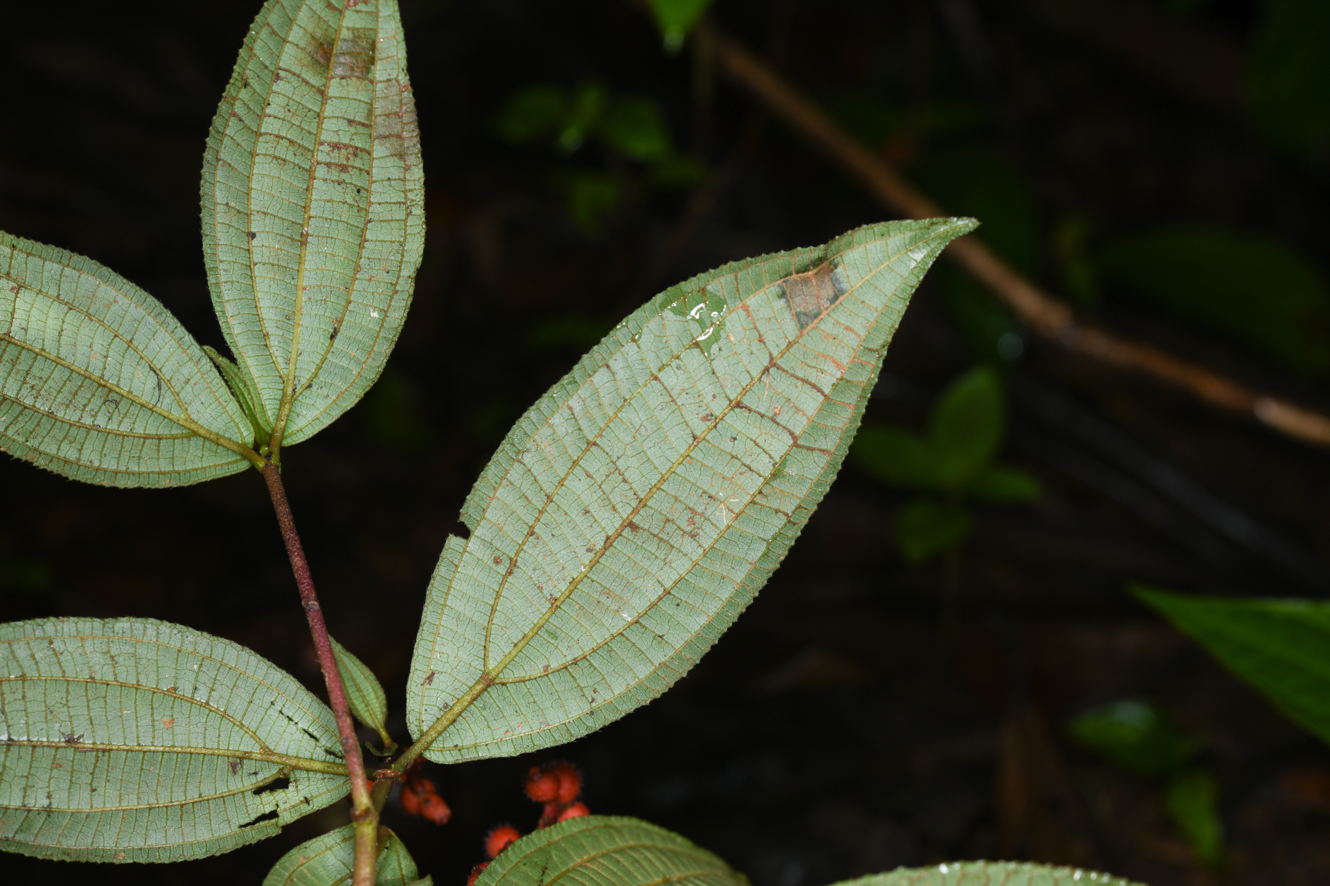 Miconia ceramicarpa var. candolleana Cogn. - Photo Bivouac Naturaliste