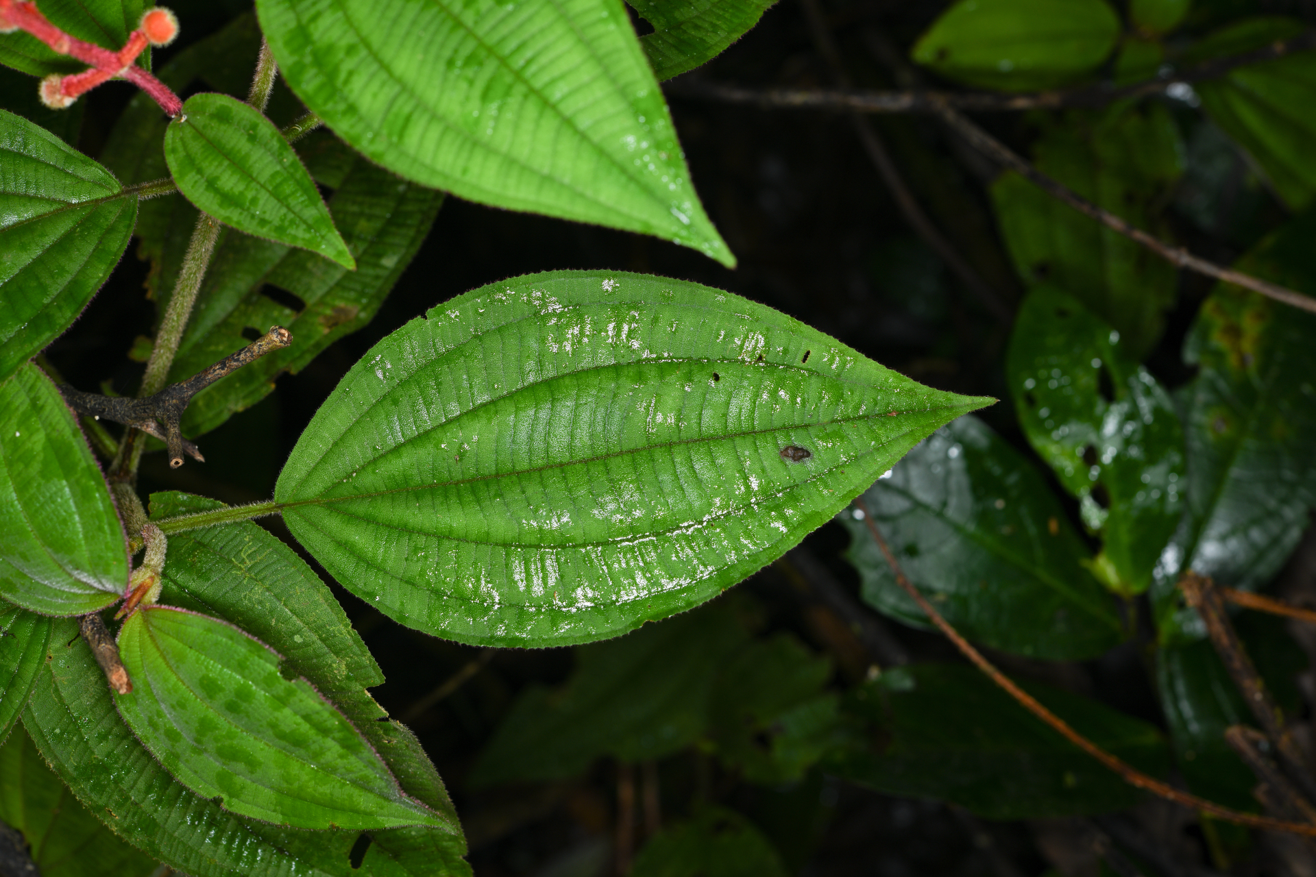 Miconia ceramicarpa var. candolleana Cogn. - Photo Bivouac Naturaliste