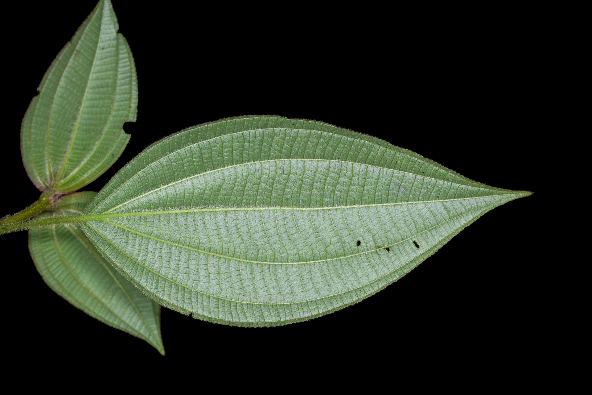 Miconia ceramicarpa var. candolleana Cogn. - Photo Bivouac Naturaliste