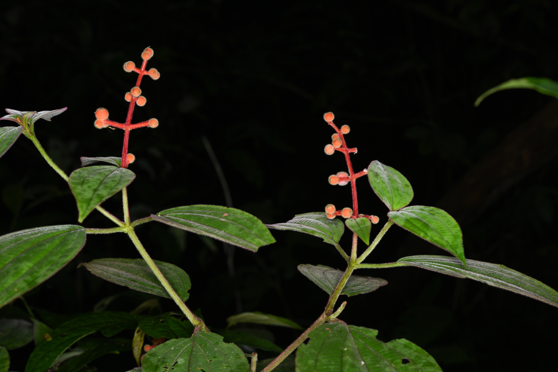 Miconia ceramicarpa var. candolleana Cogn. - Photo Bivouac Naturaliste
