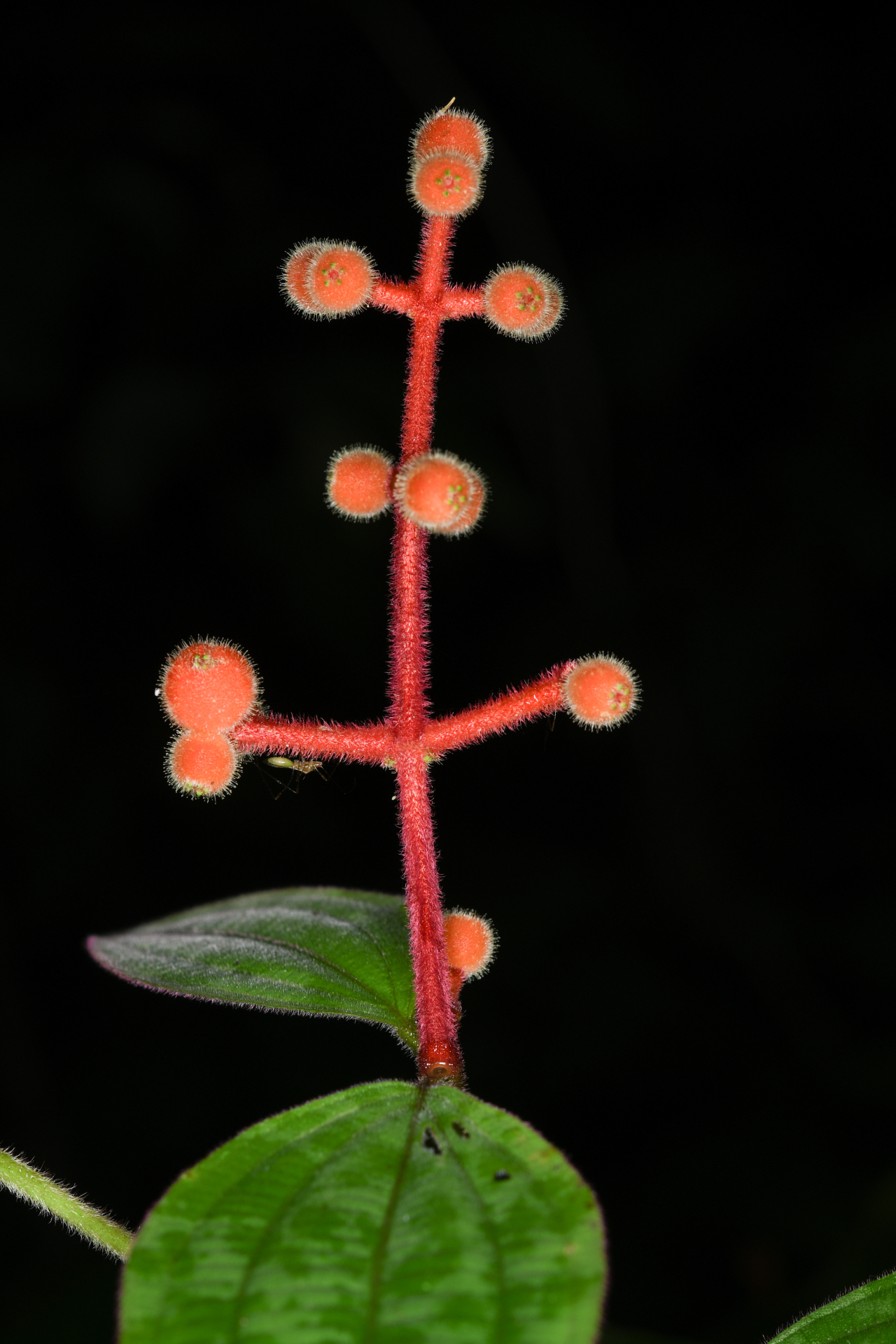 Miconia ceramicarpa var. candolleana Cogn. - Photo Bivouac Naturaliste