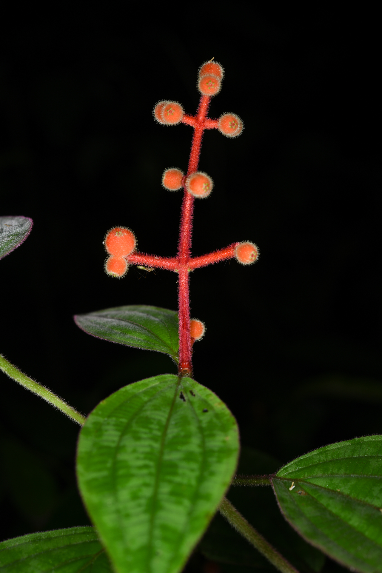 Miconia ceramicarpa var. candolleana Cogn. - Photo Bivouac Naturaliste