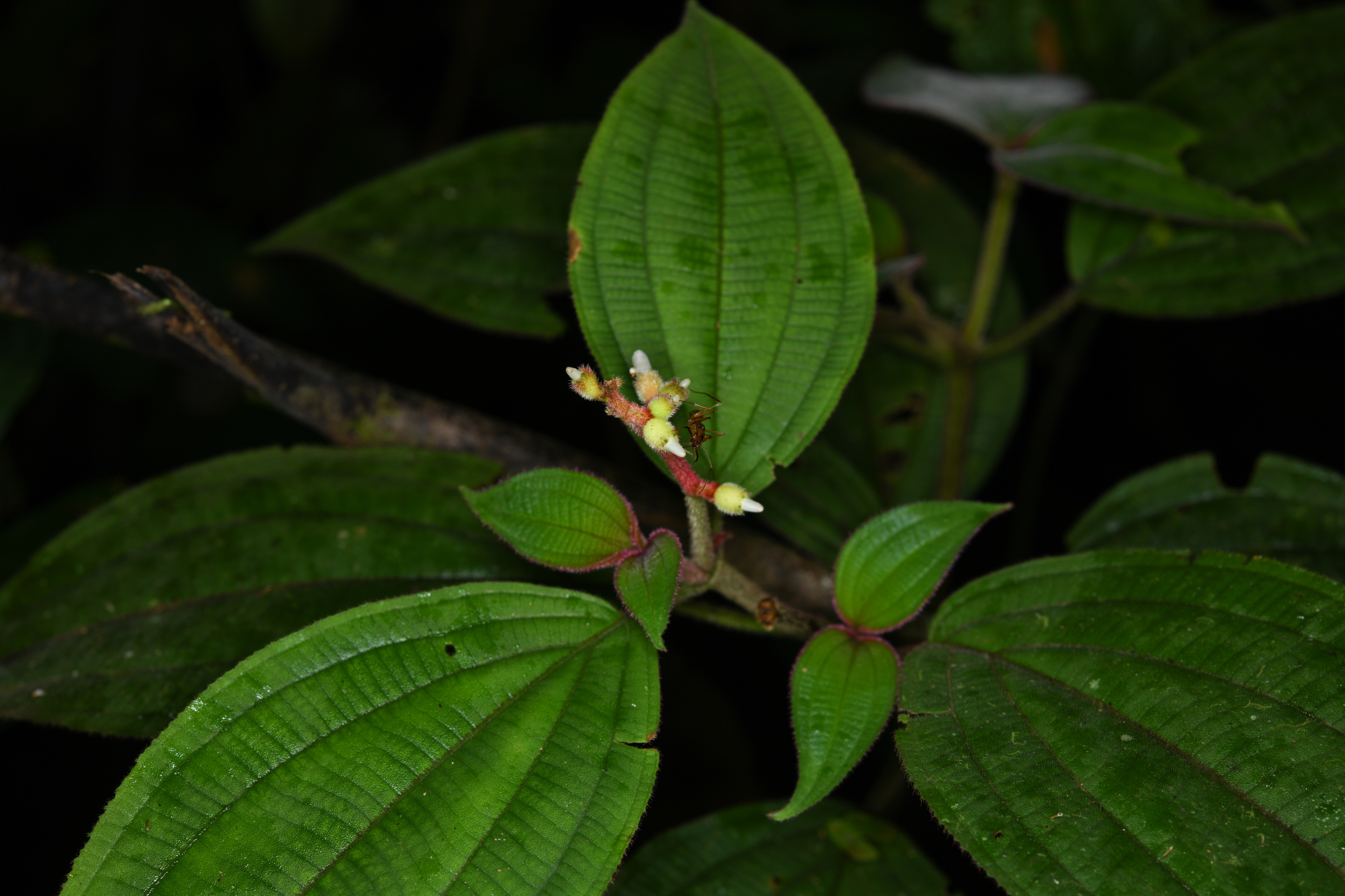 Miconia ceramicarpa var. candolleana Cogn. - Photo Bivouac Naturaliste