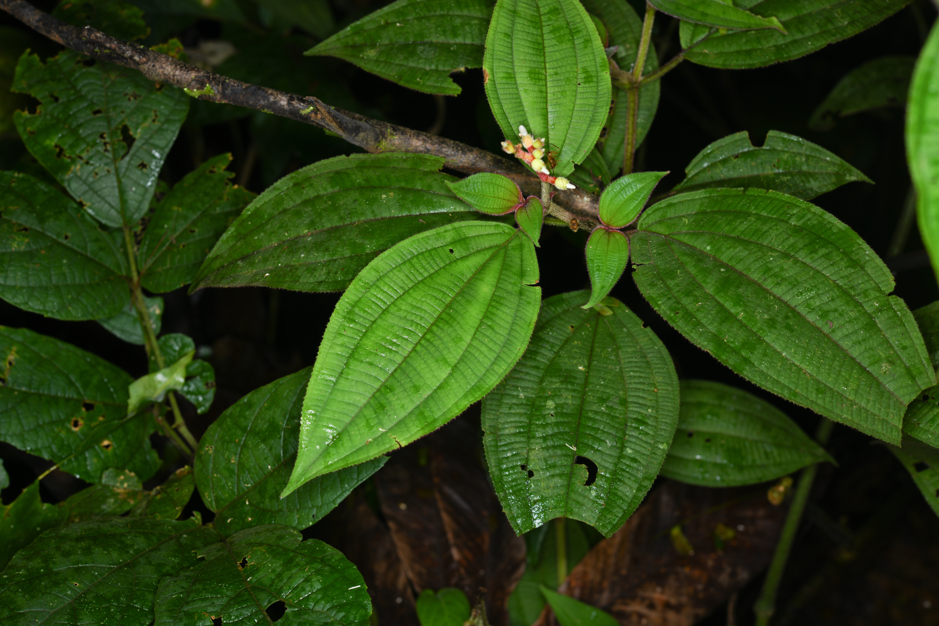 Miconia ceramicarpa var. candolleana Cogn. - Photo Bivouac Naturaliste