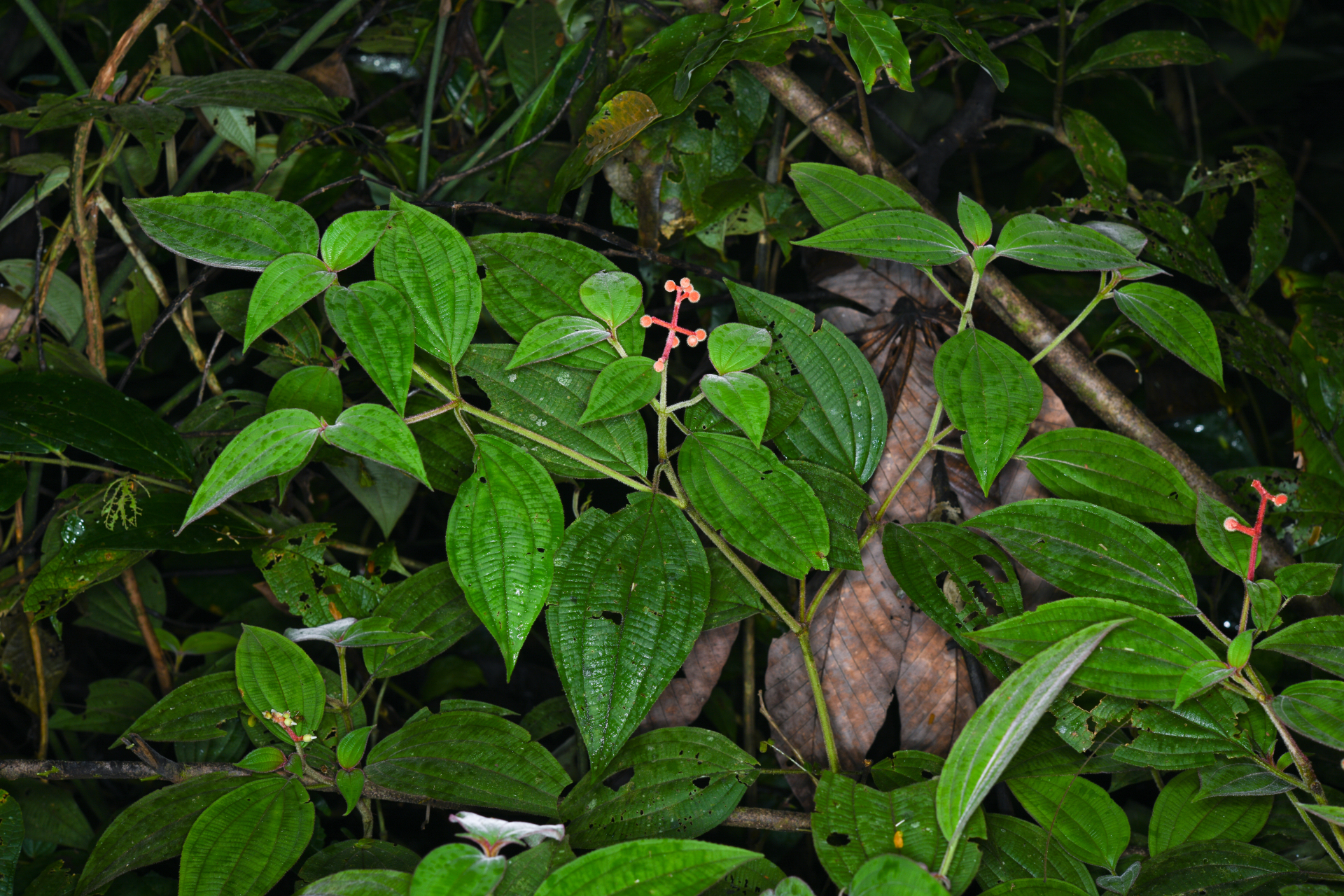 Miconia ceramicarpa var. candolleana Cogn. - Photo Bivouac Naturaliste