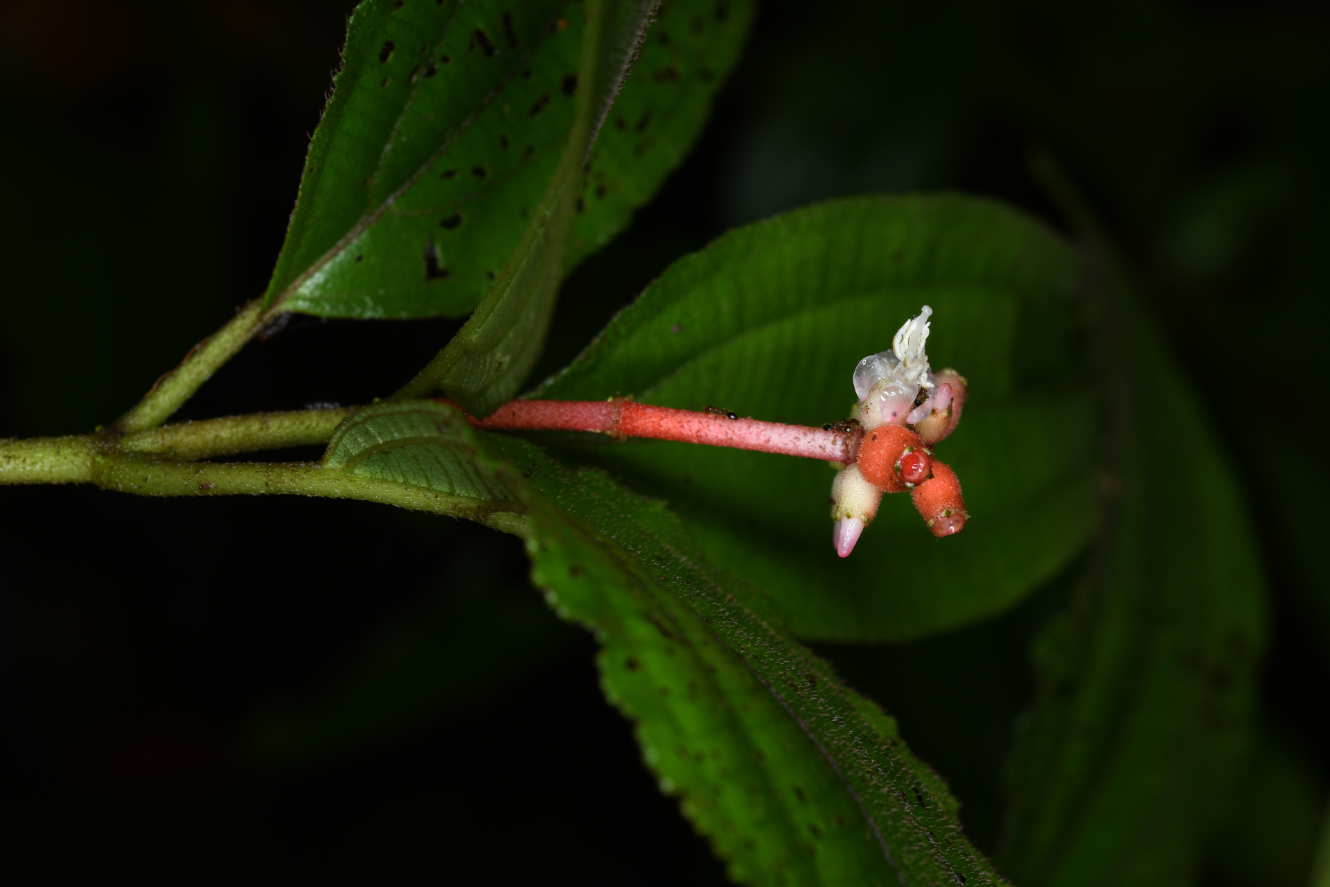 Miconia ceramicarpa var. candolleana Cogn. - Photo Bivouac Naturaliste