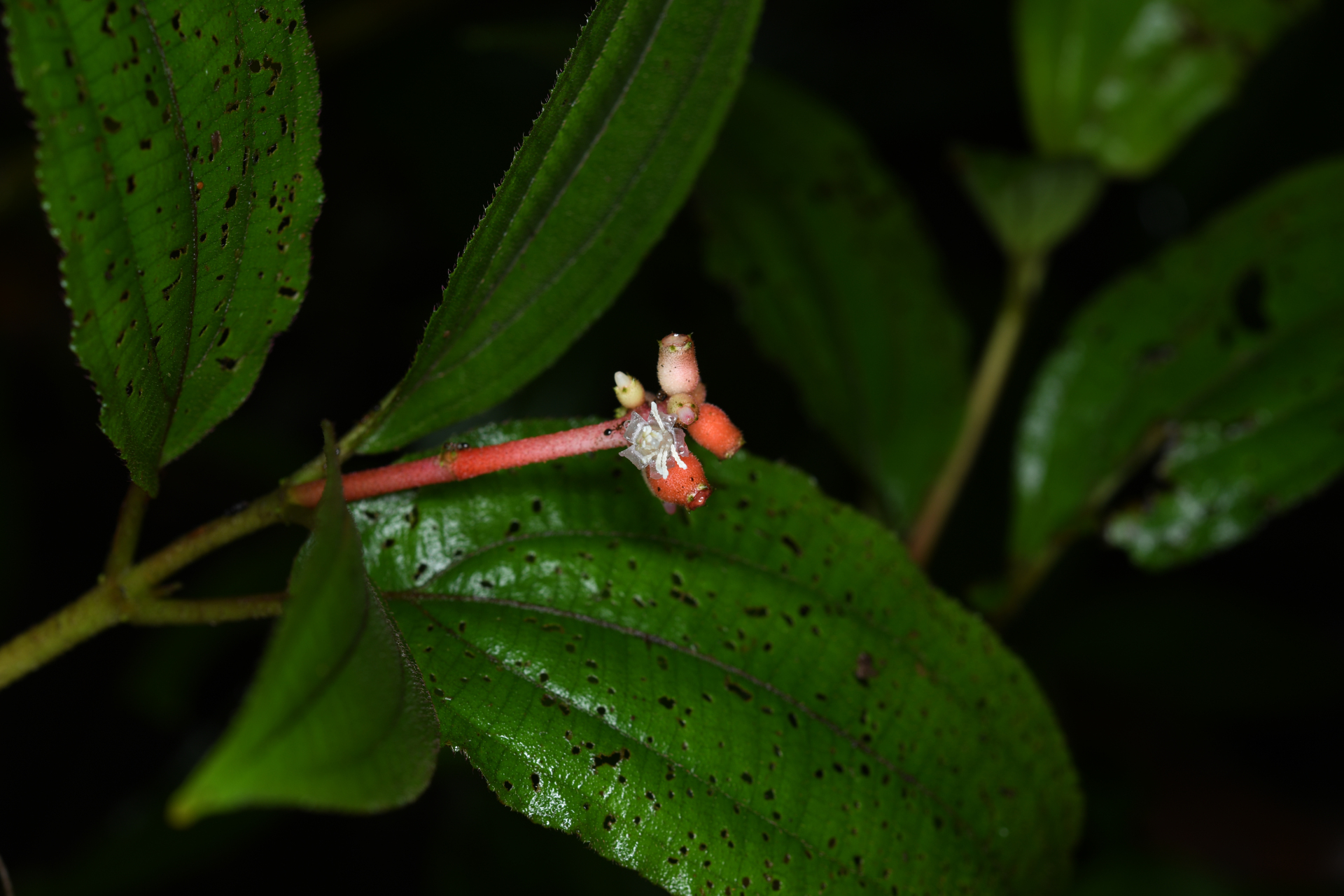 Miconia ceramicarpa var. candolleana Cogn. - Photo Bivouac Naturaliste