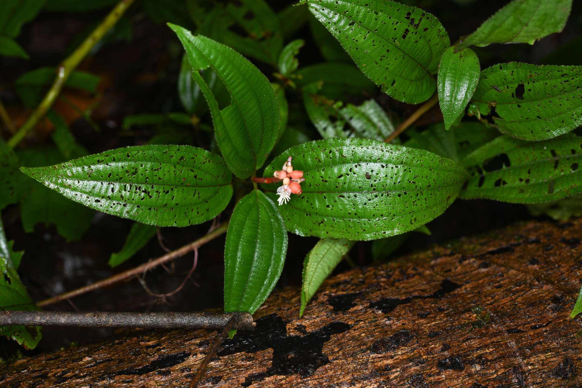 Miconia ceramicarpa var. candolleana Cogn. - Photo Bivouac Naturaliste