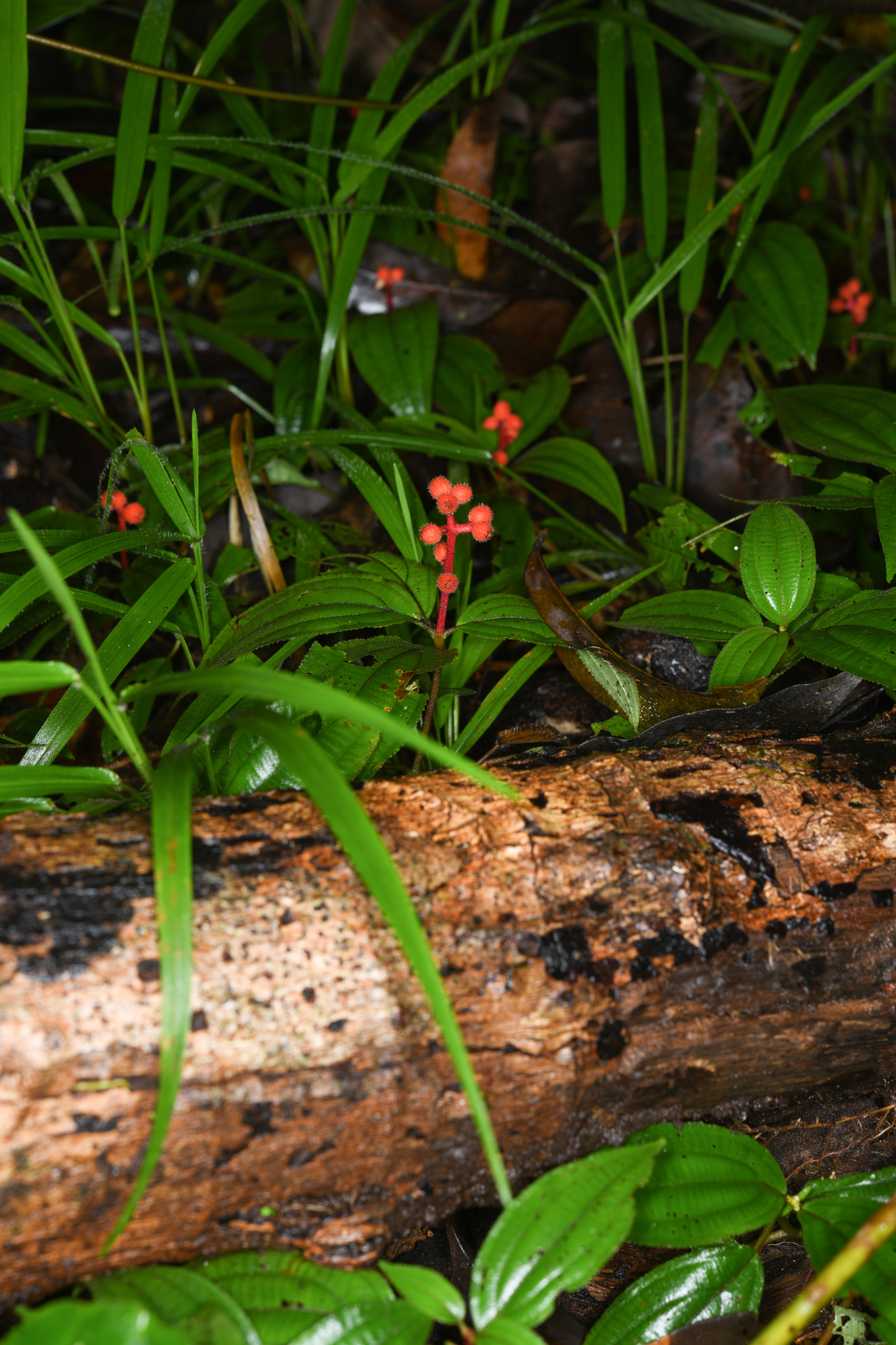 Miconia ceramicarpa var. candolleana Cogn. - Photo Bivouac Naturaliste