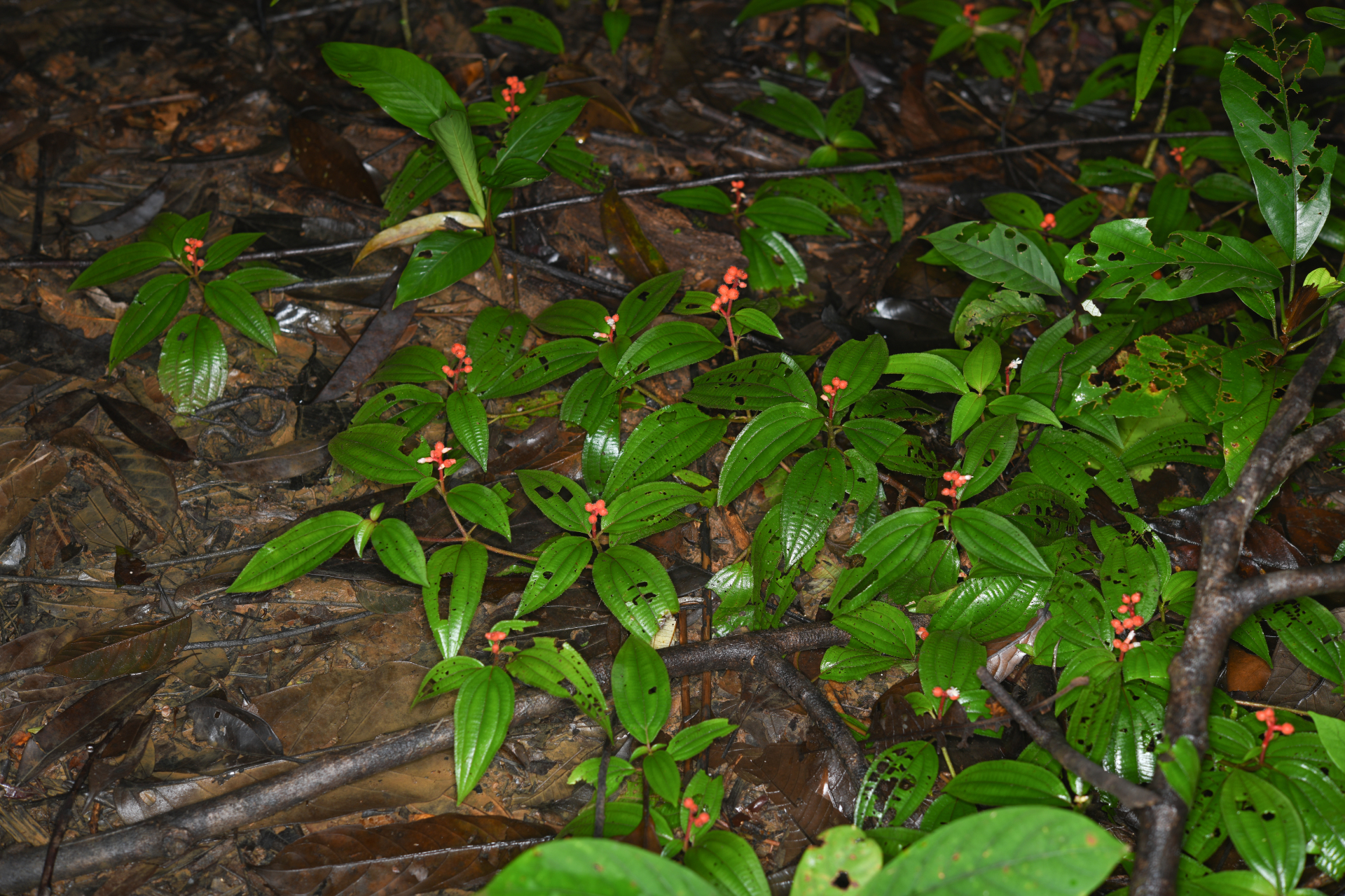 Miconia ceramicarpa var. candolleana Cogn. - Photo Bivouac Naturaliste