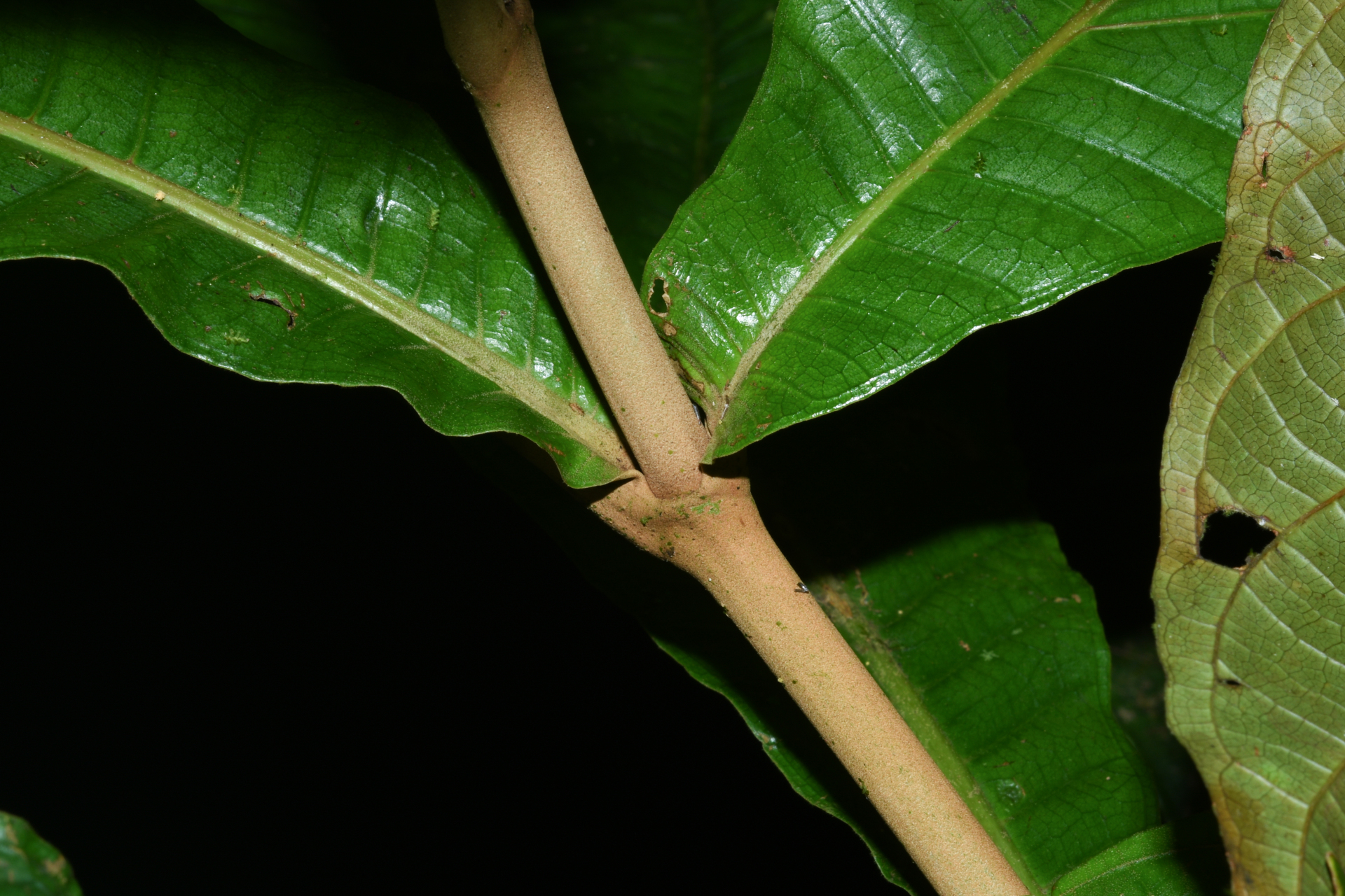 Miconia plukenetii Naudin - Photo Bivouac Naturaliste