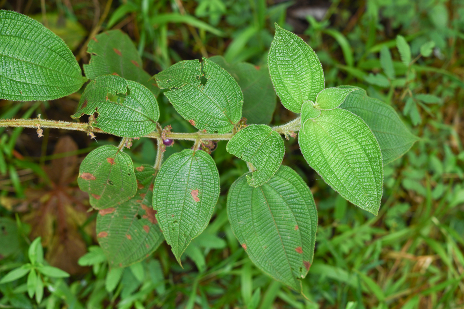 Miconia rubra (Aubl.) Mabb. - Photo Bivouac Naturaliste