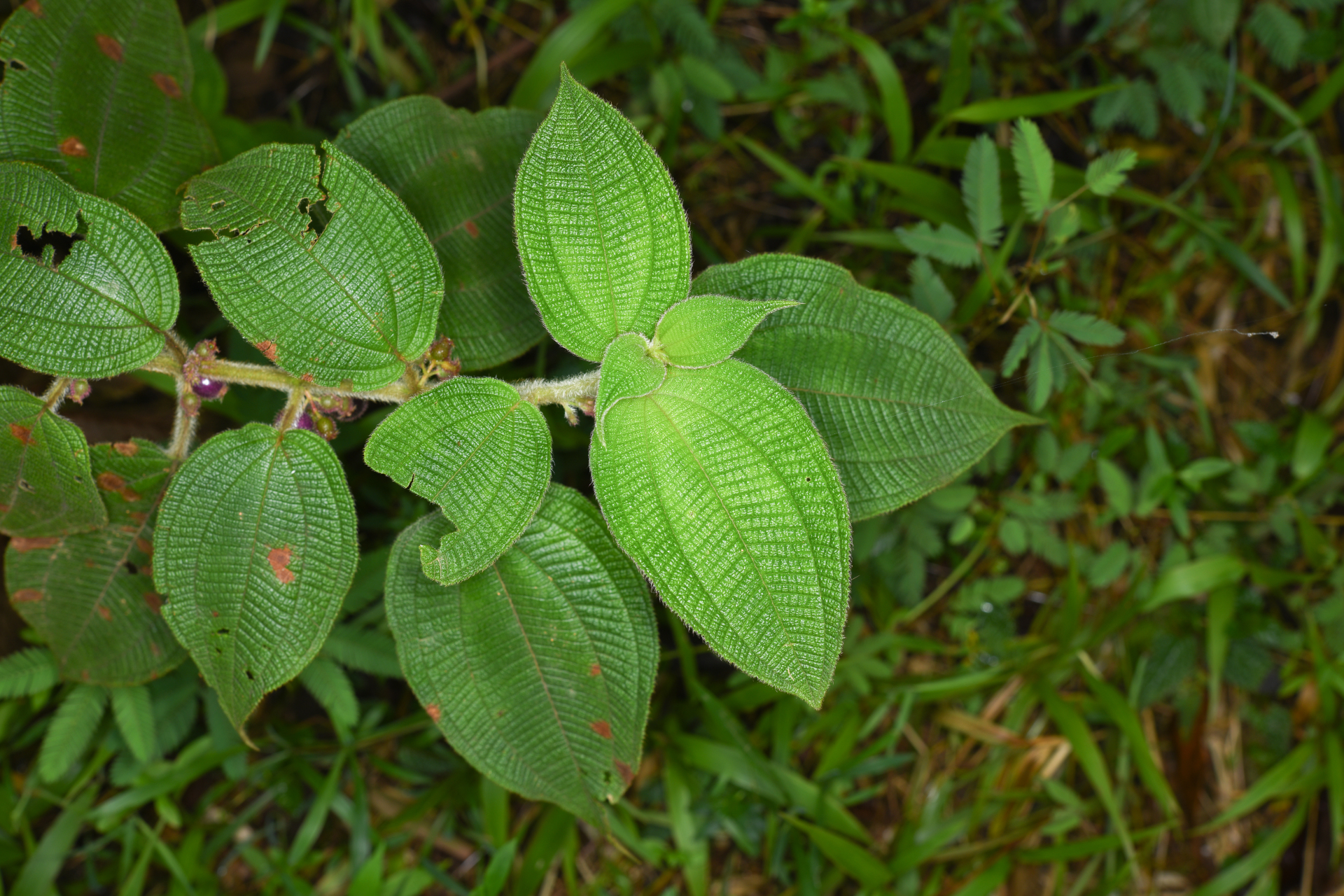 Miconia rubra (Aubl.) Mabb. - Photo Bivouac Naturaliste