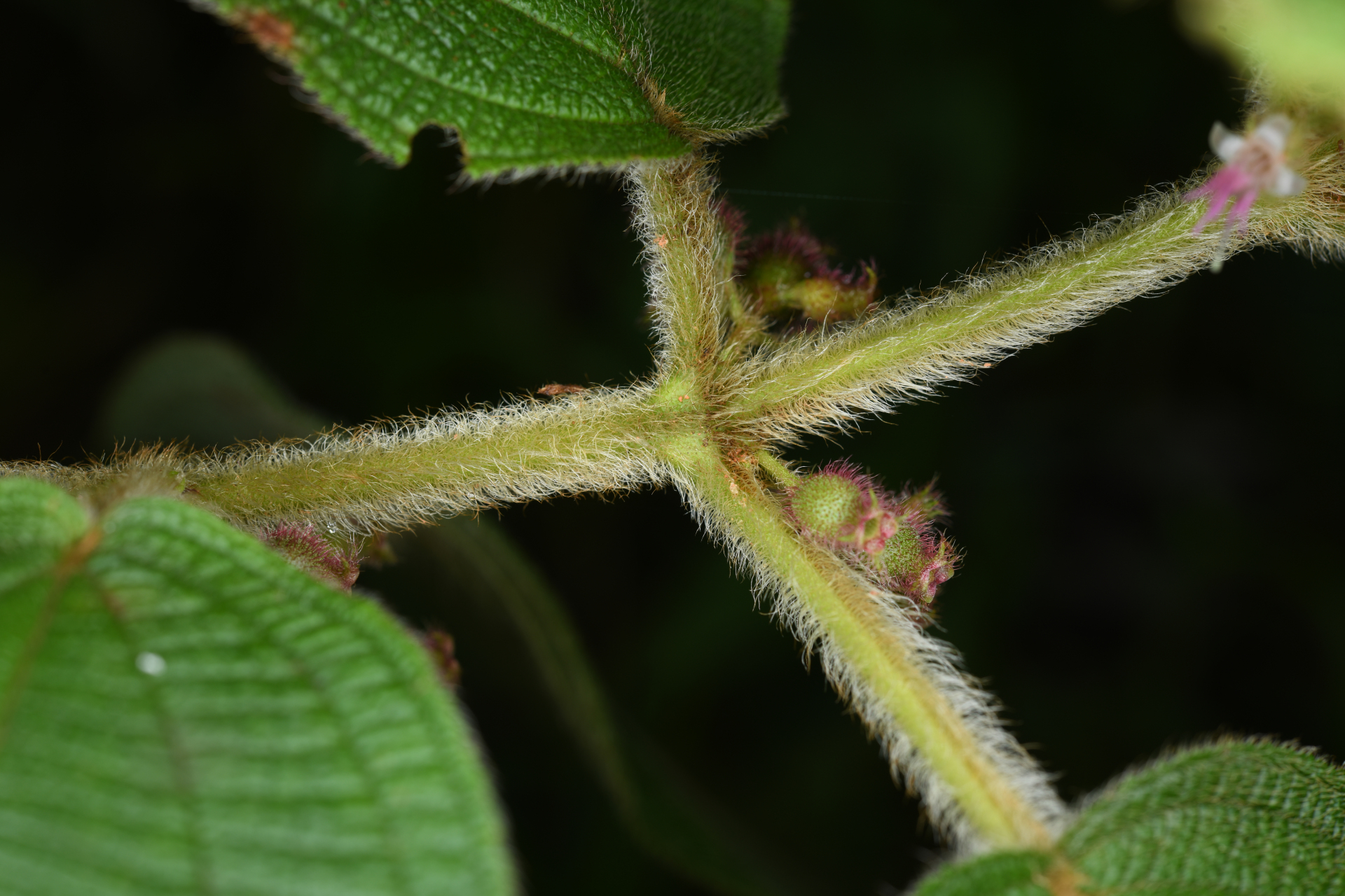 Miconia rubra (Aubl.) Mabb. - Photo Bivouac Naturaliste