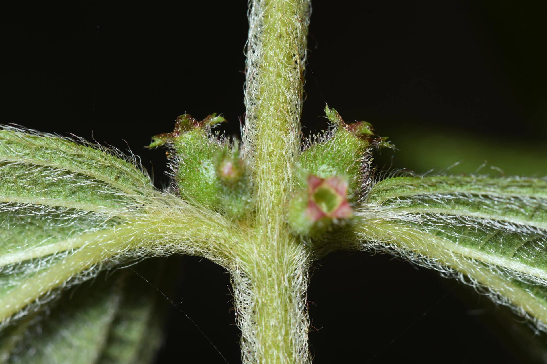 Miconia rubra (Aubl.) Mabb. - Photo Bivouac Naturaliste