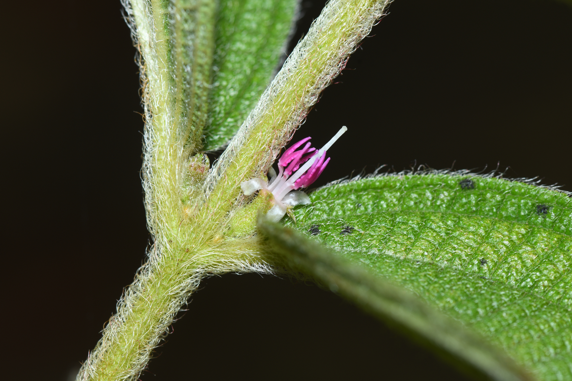 Miconia rubra (Aubl.) Mabb. - Photo Bivouac Naturaliste