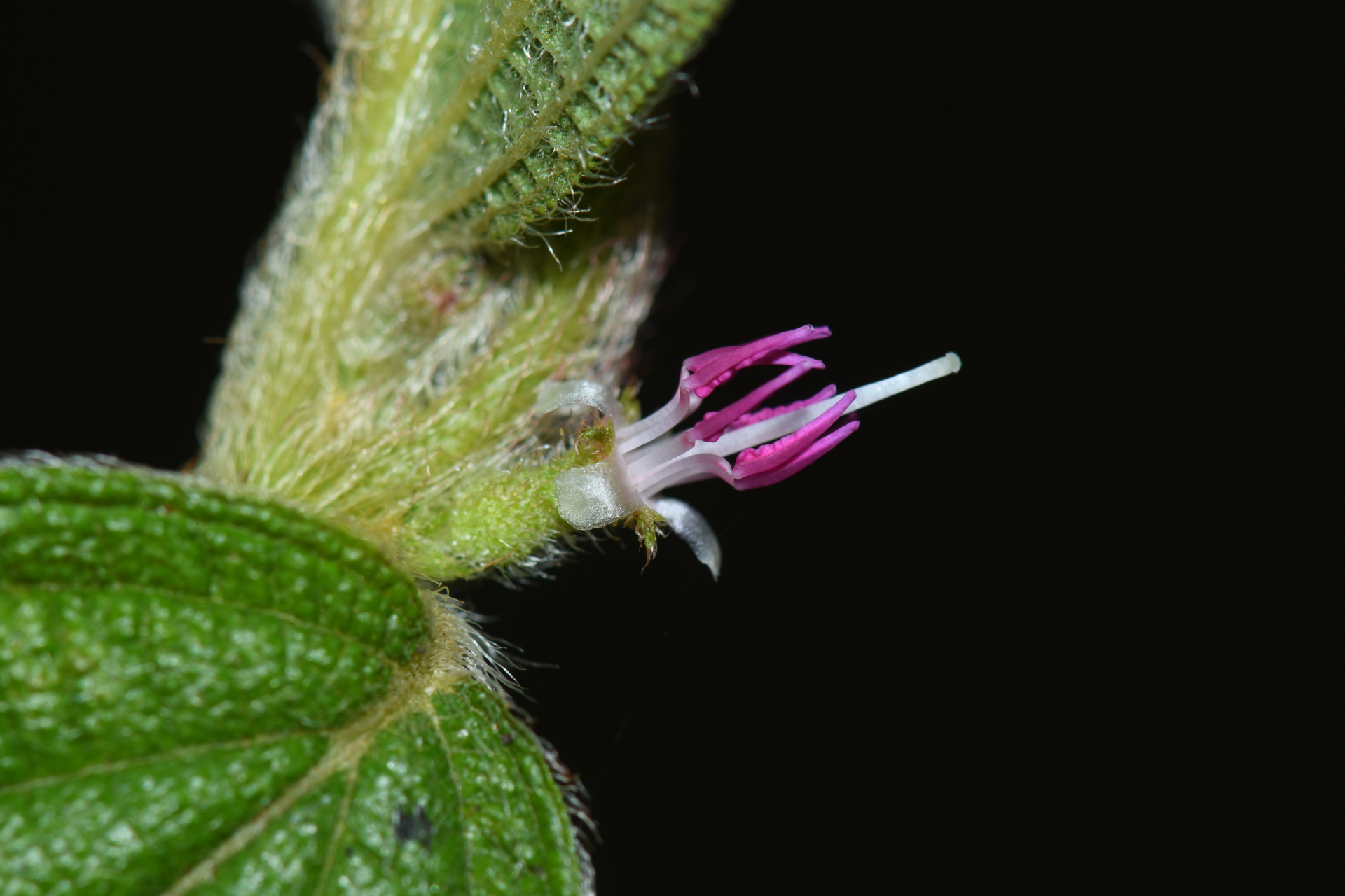 Miconia rubra (Aubl.) Mabb. - Photo Bivouac Naturaliste